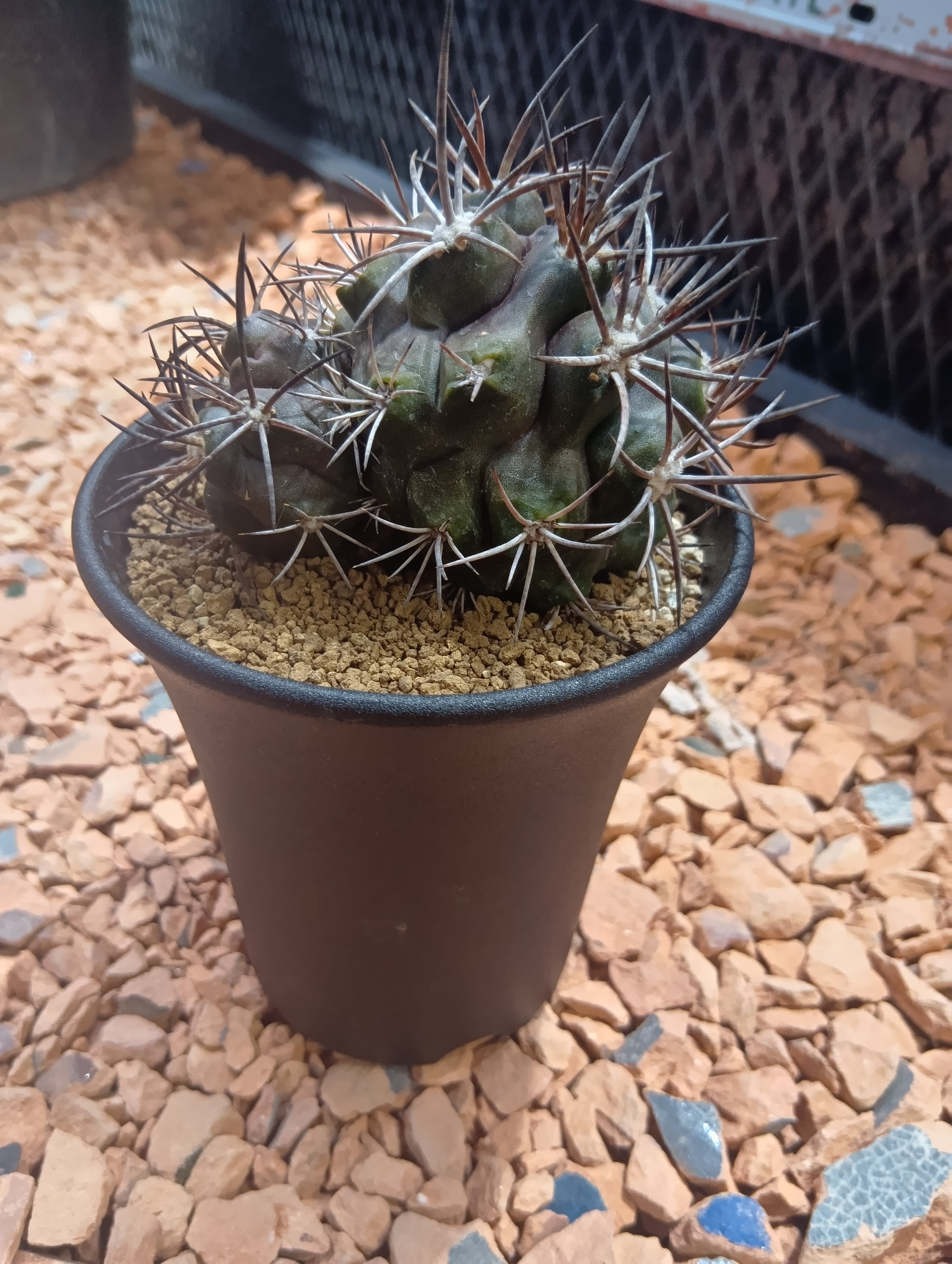 パキポディウム デンシフローラム 現地球 | Buenaplant