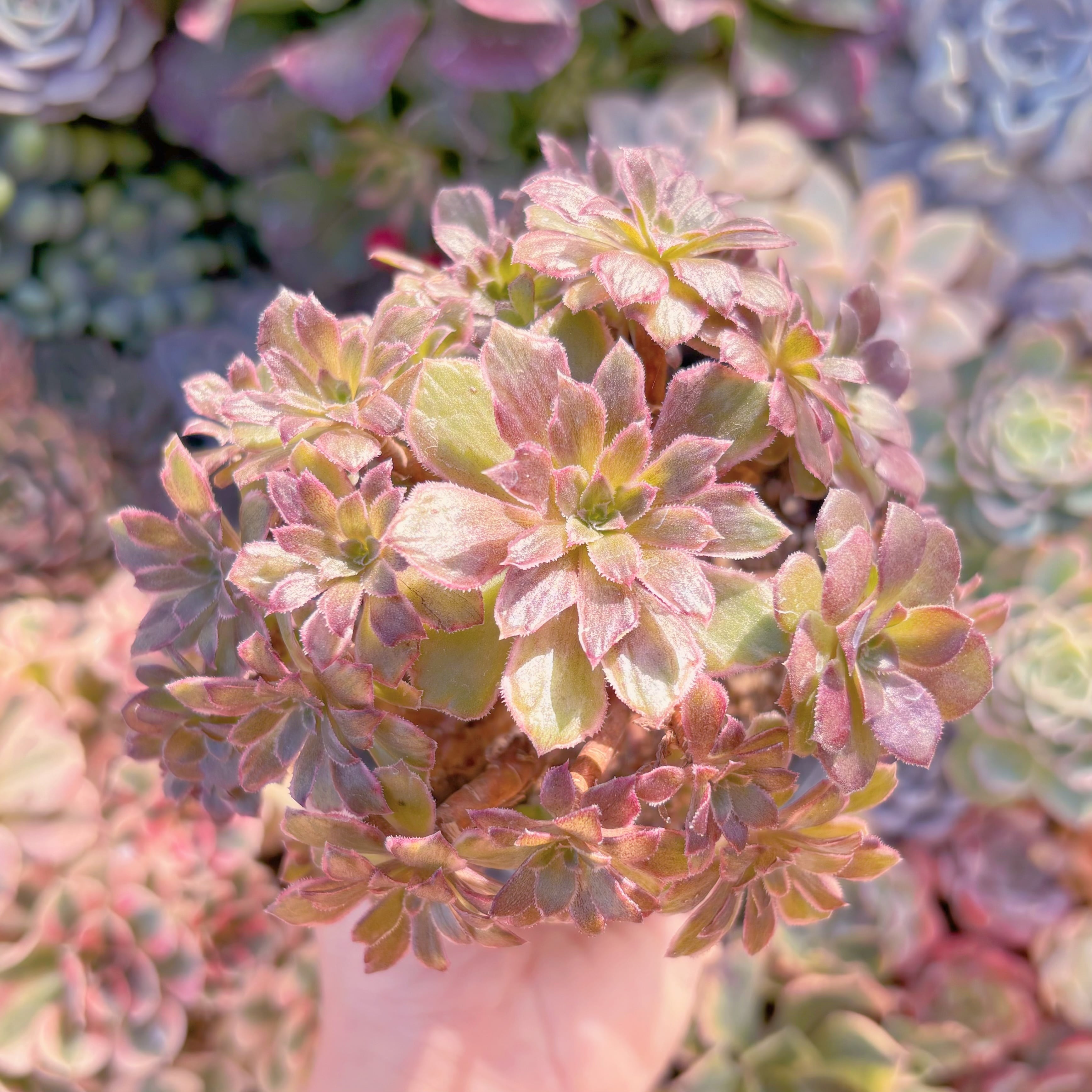 現品　plum purdy#A08　群生　るる農園