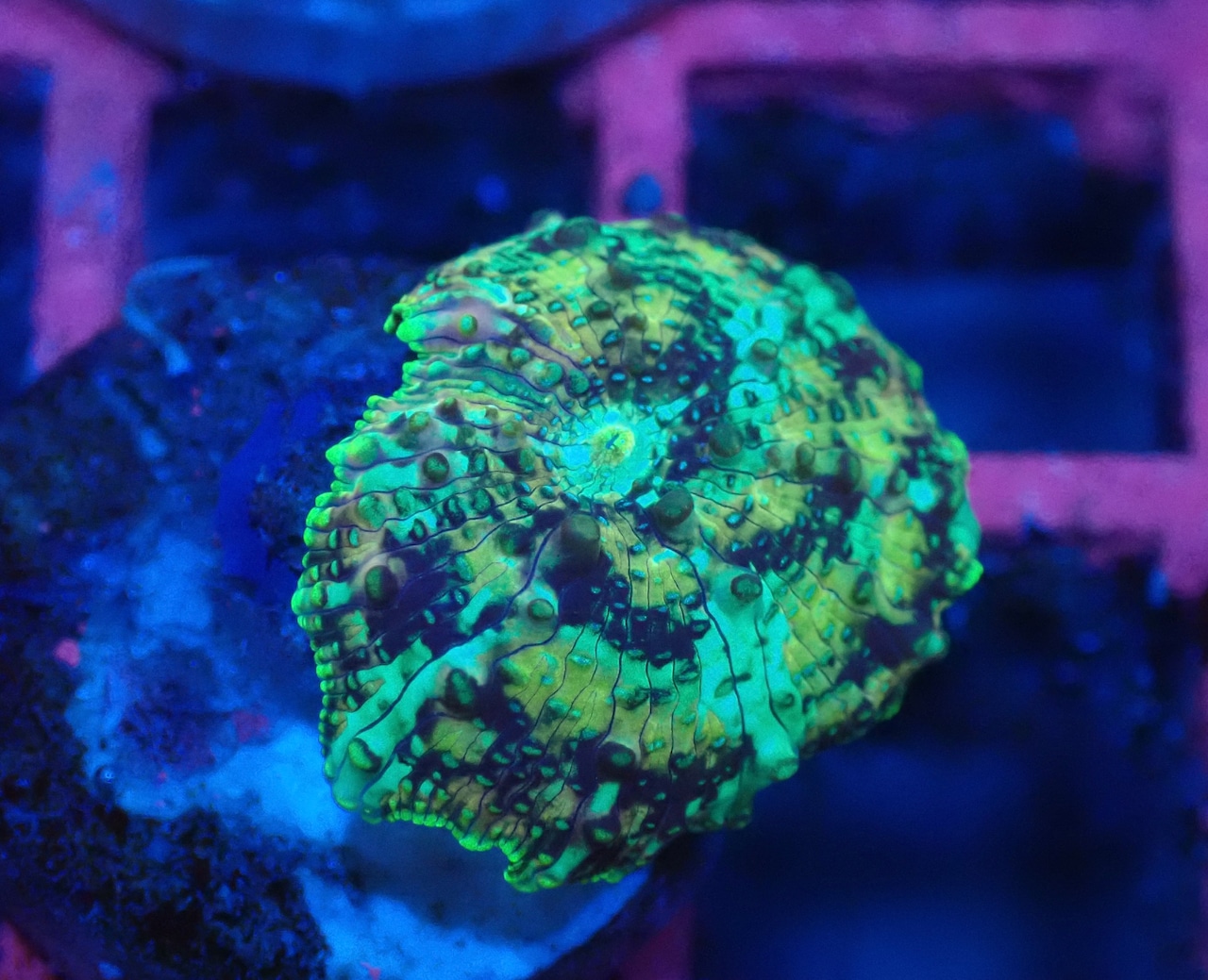 WaterMelonMushroom 2