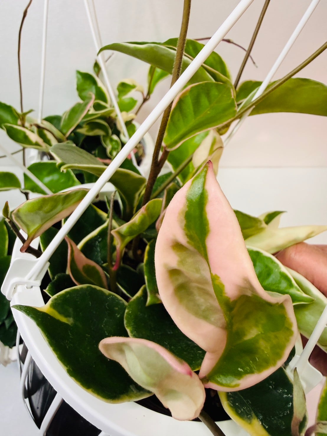 ホヤ カルノーサ （サクララン） 5号吊り | 観葉植物と雑貨のお店