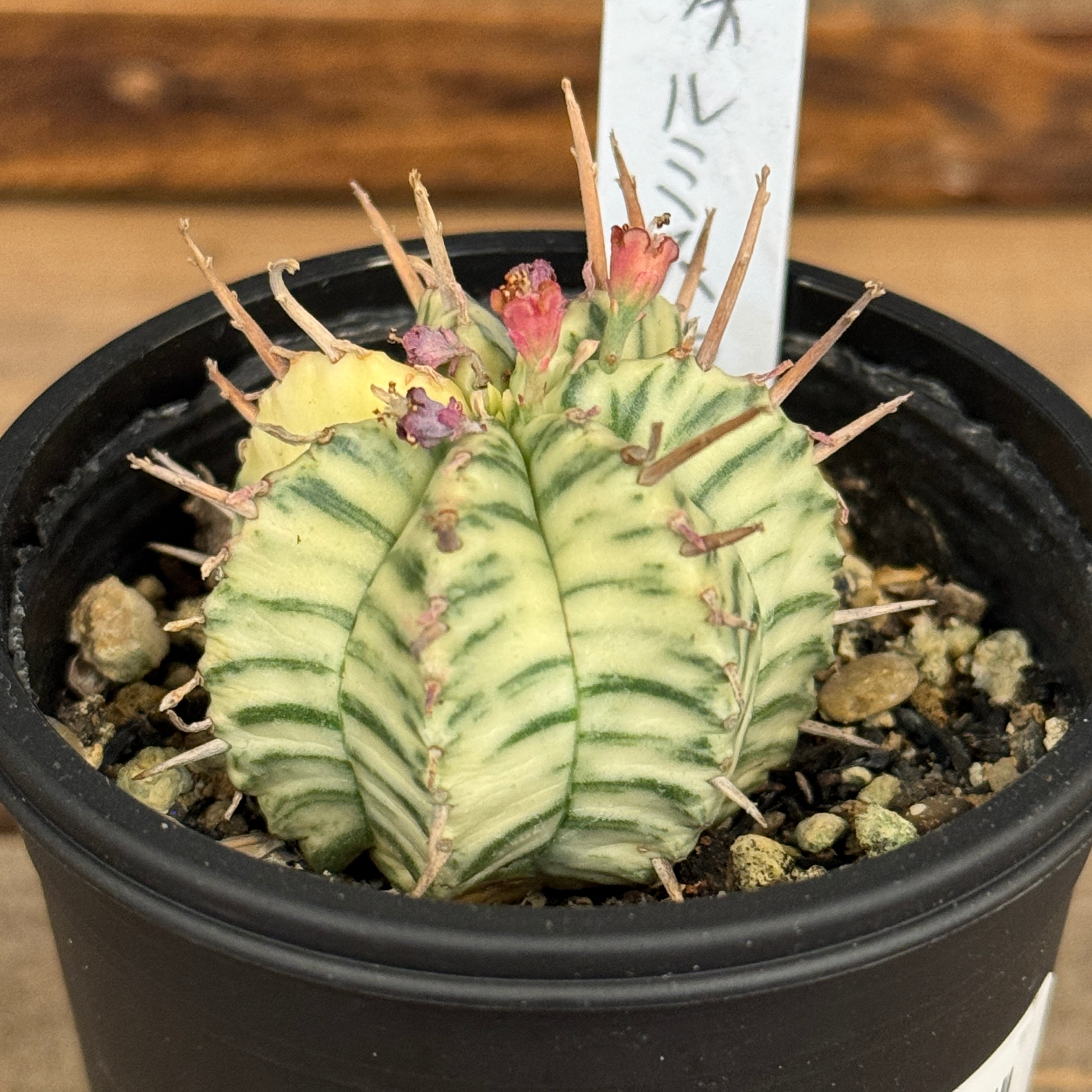 多肉植物 | PROTOLEAF プロトリーフ