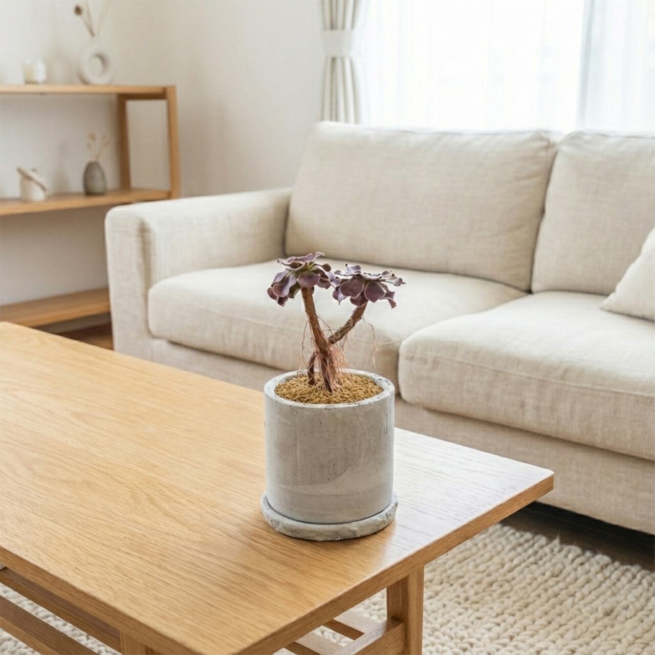 アエオニウム・カシミヤバイオレット|二株のバランスが絶妙な立体フォルム【モルタル鉢×多肉植物】