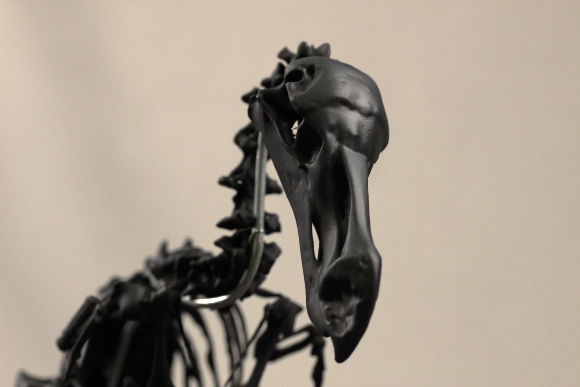 高さ21cm】モーリシャスドードー の縮小全身骨格レプリカ【Dodo