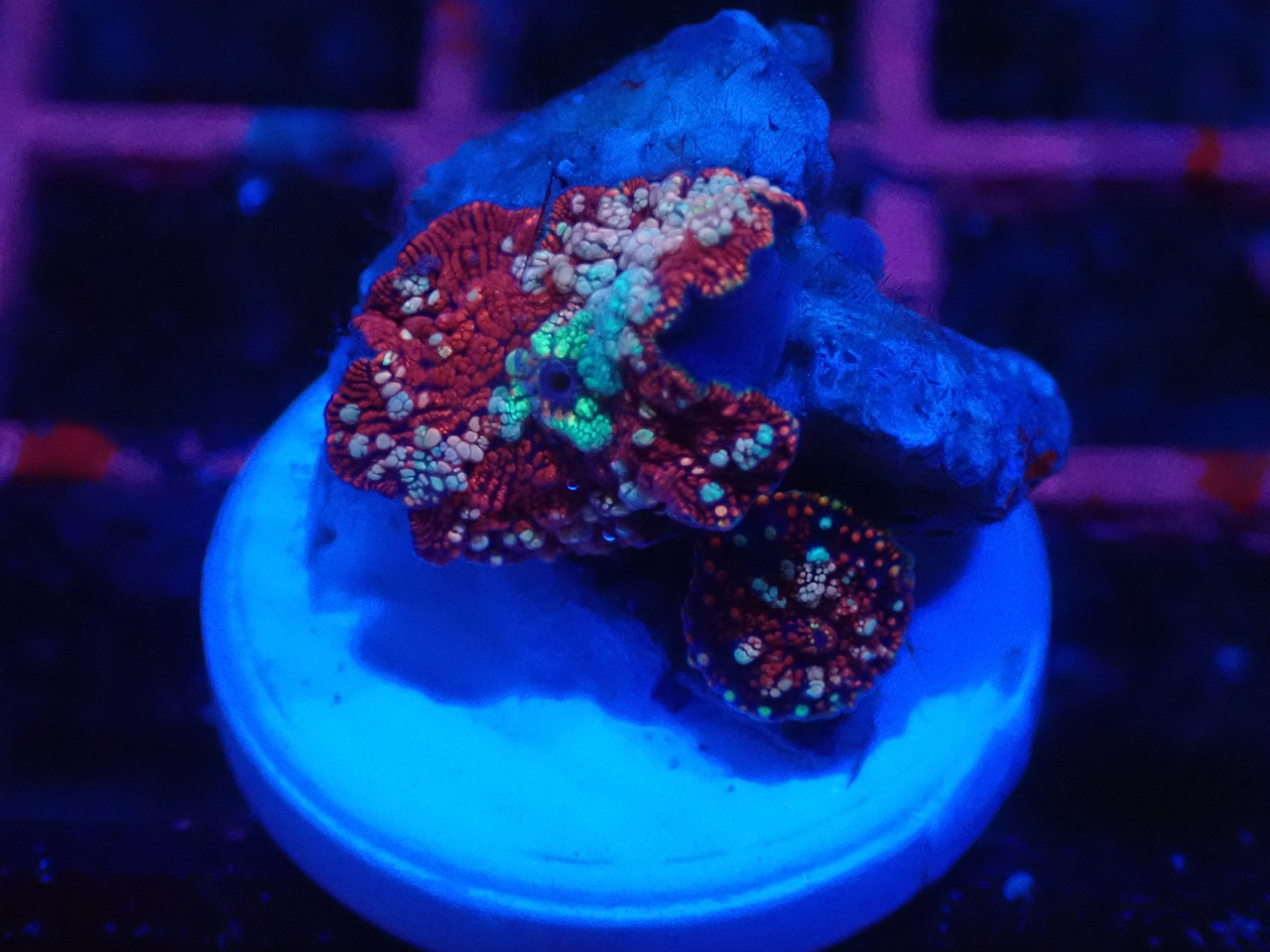 【一ヶ月熟成】Discosoma WaterMelon  7