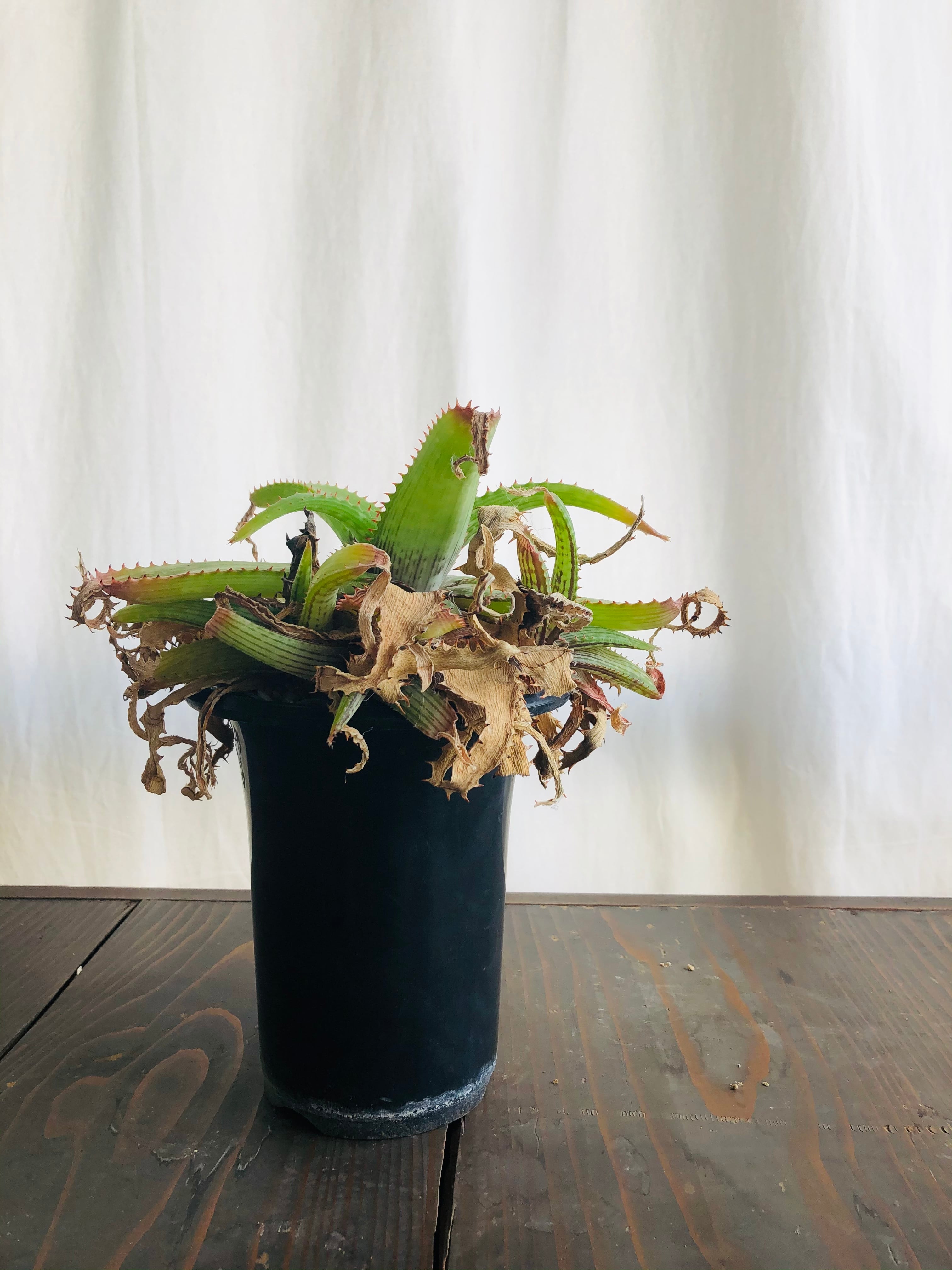 Aloe branddraaiensis アロエ ブランドレイエンシス | plants MARU