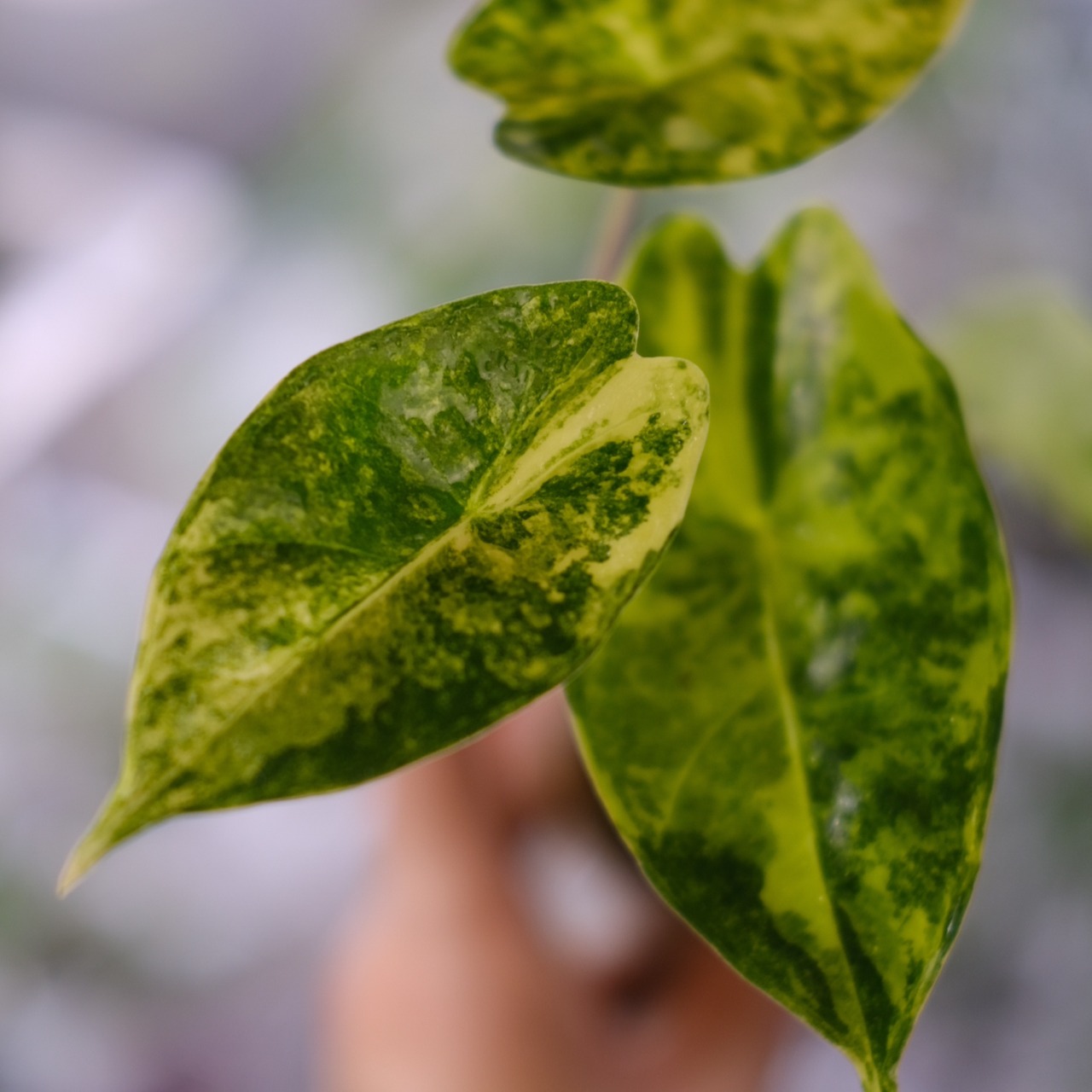 Alocasia Pink Dragon / アロカシア ピンクドラゴン③│観葉植物