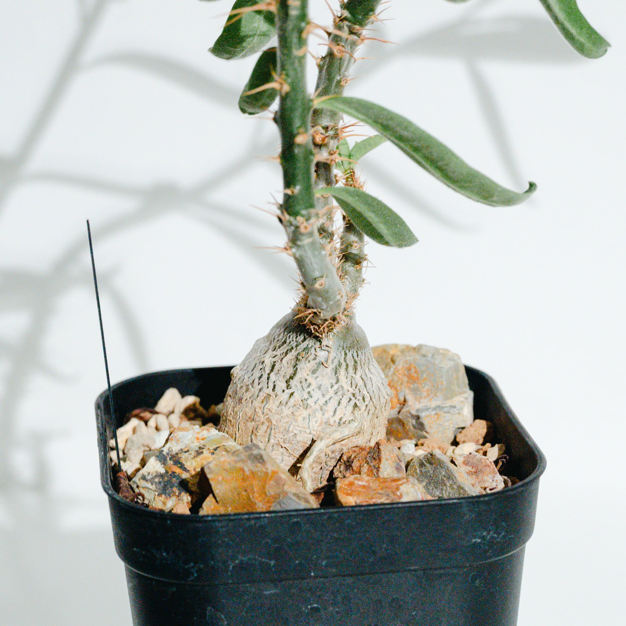 パキポディウム・サキュレンタム（Pachypodium succulentum）_実生株_