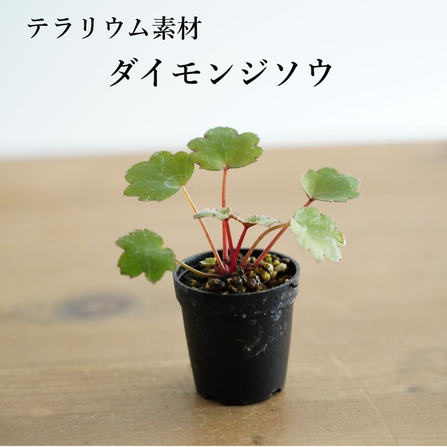 ダイモンジソウ（大文字草）｜苔テラリウム作製用素材