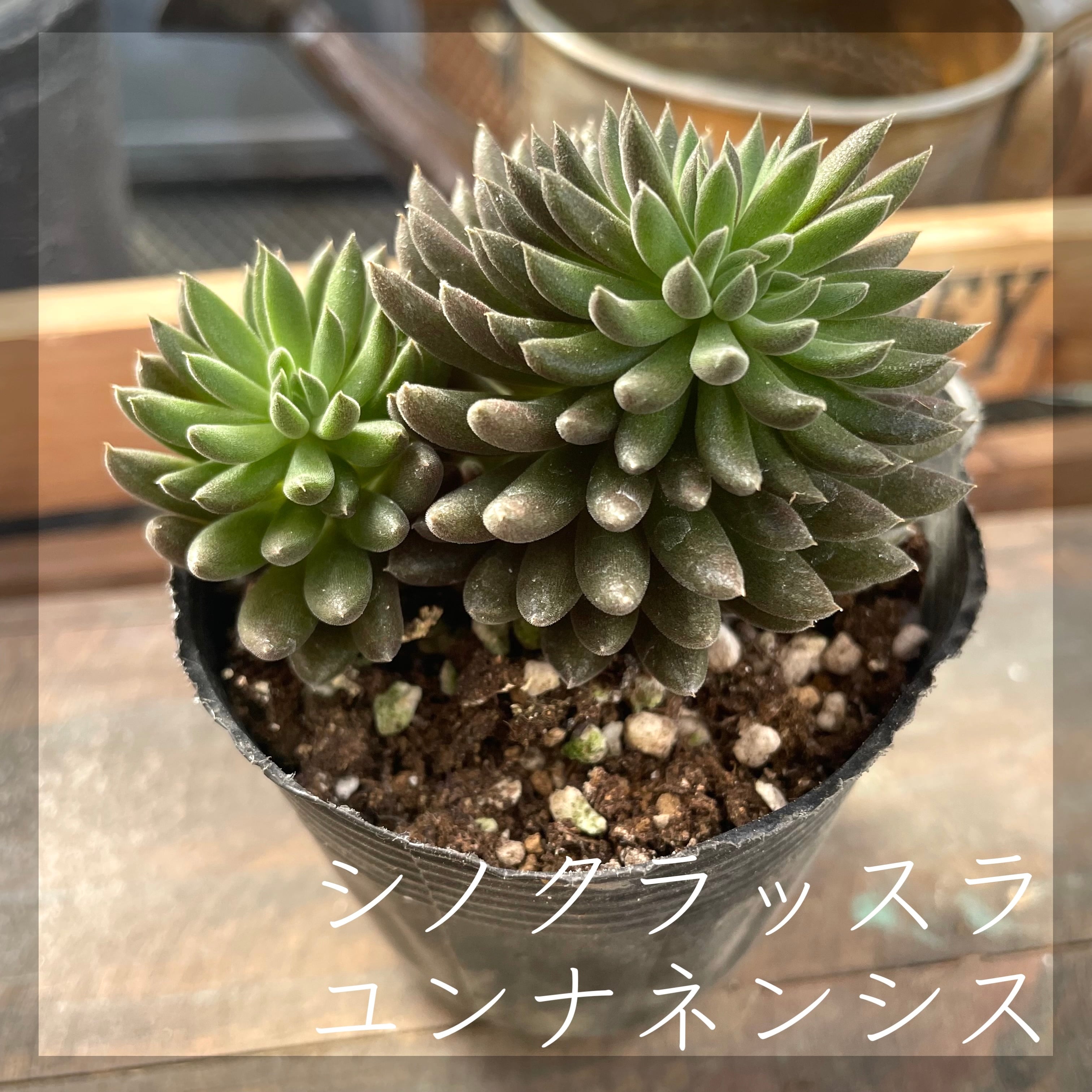 20.多肉植物 エケベリア 韓国苗 名無し Amazon｜エケベリア 多肉植物 おまかせ韓国苗5種類セット 観葉