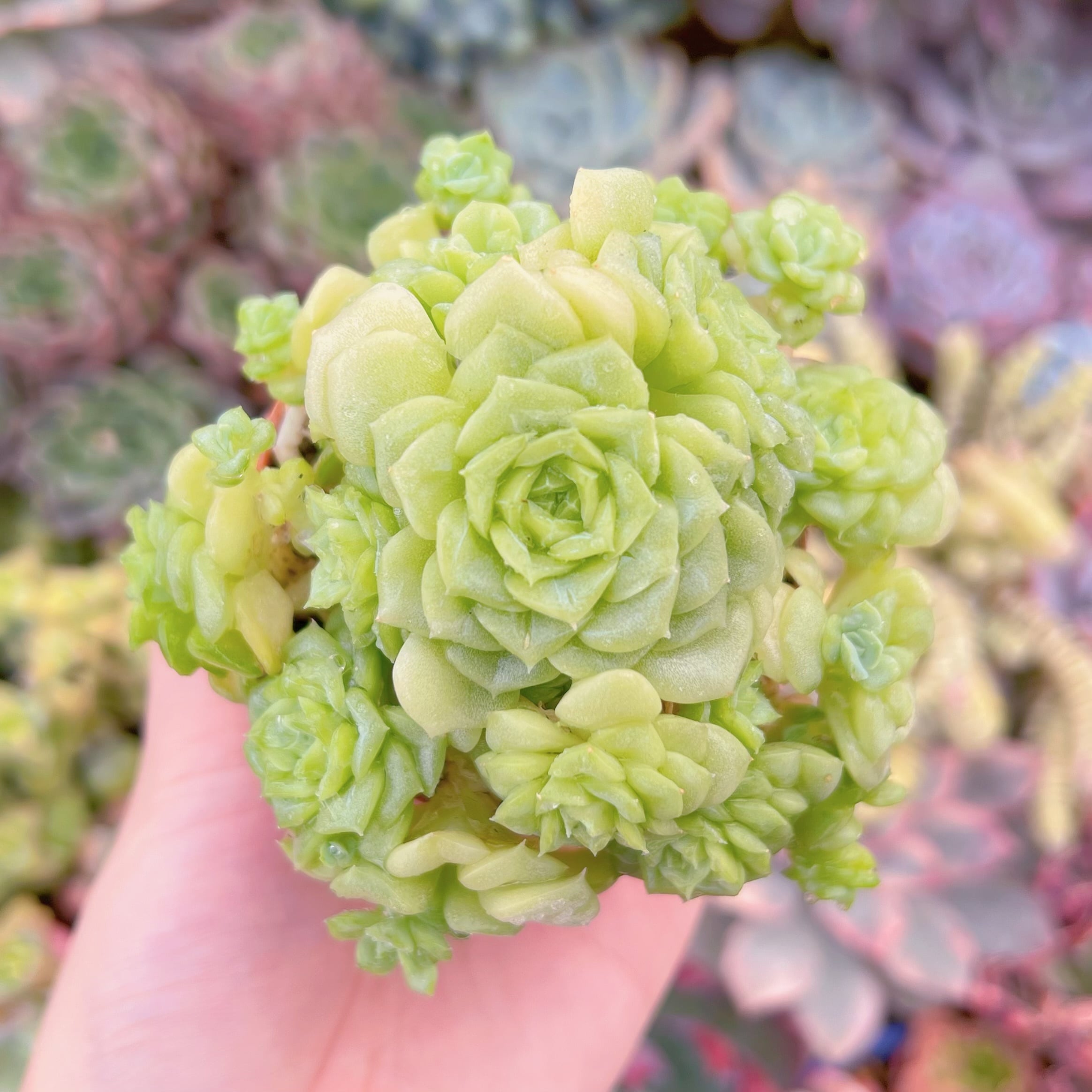 現品　 ホワイトスワン#061　群生　るる農園