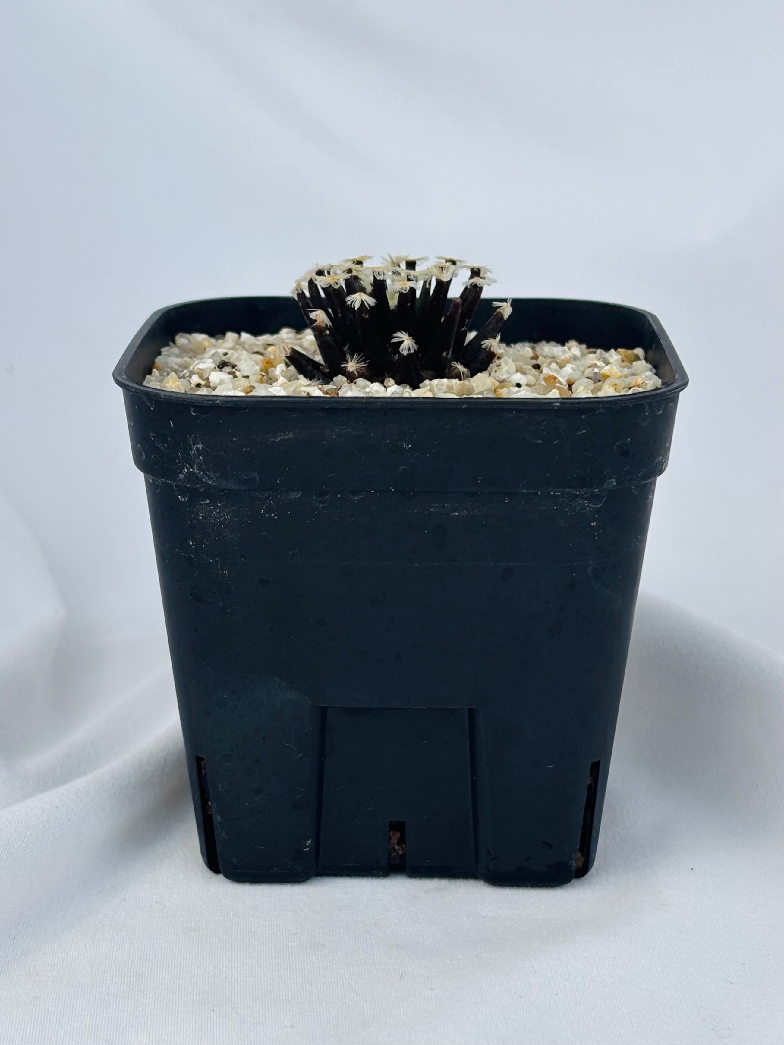Mammillaria schiedeana マミラリア 黒肌明星 サボテン | plants MARU