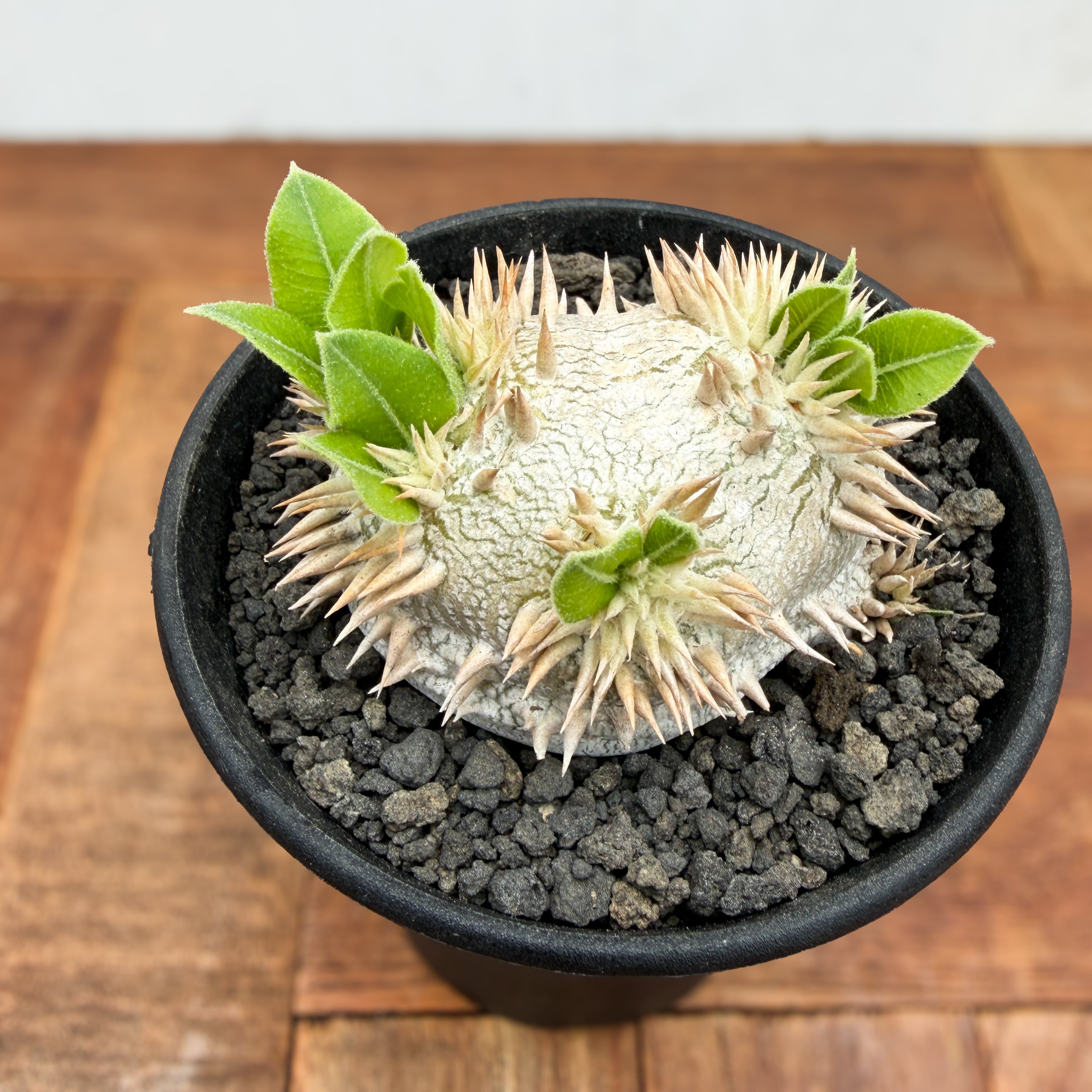 Pachypodium brevicaule ssp . Leucoxanthum【パキポディウム