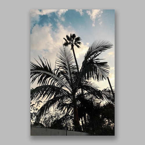 Postcard「Passionate Palm Tree」13cm×18cm Original Print