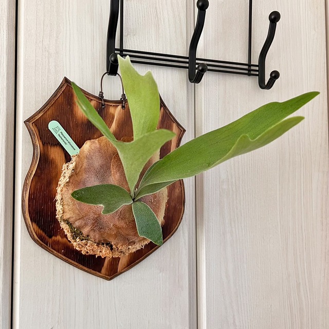 ビカクシダ ネザーランド 板付 【観葉植物 室内 コウモリラン】