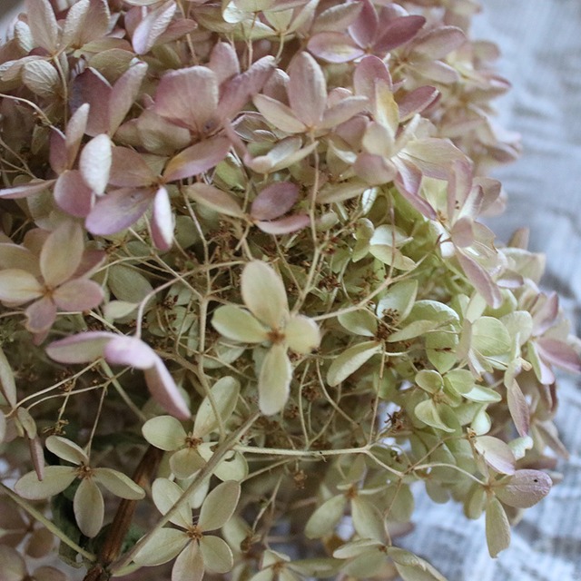 アジサイ ミナヅキ枝付き mサイズ 富良野 花七曜 ドライフラワーショップ アジサイ ミナヅキ枝付き mサイズ 富良野 花七曜 ドライフラワーショップ