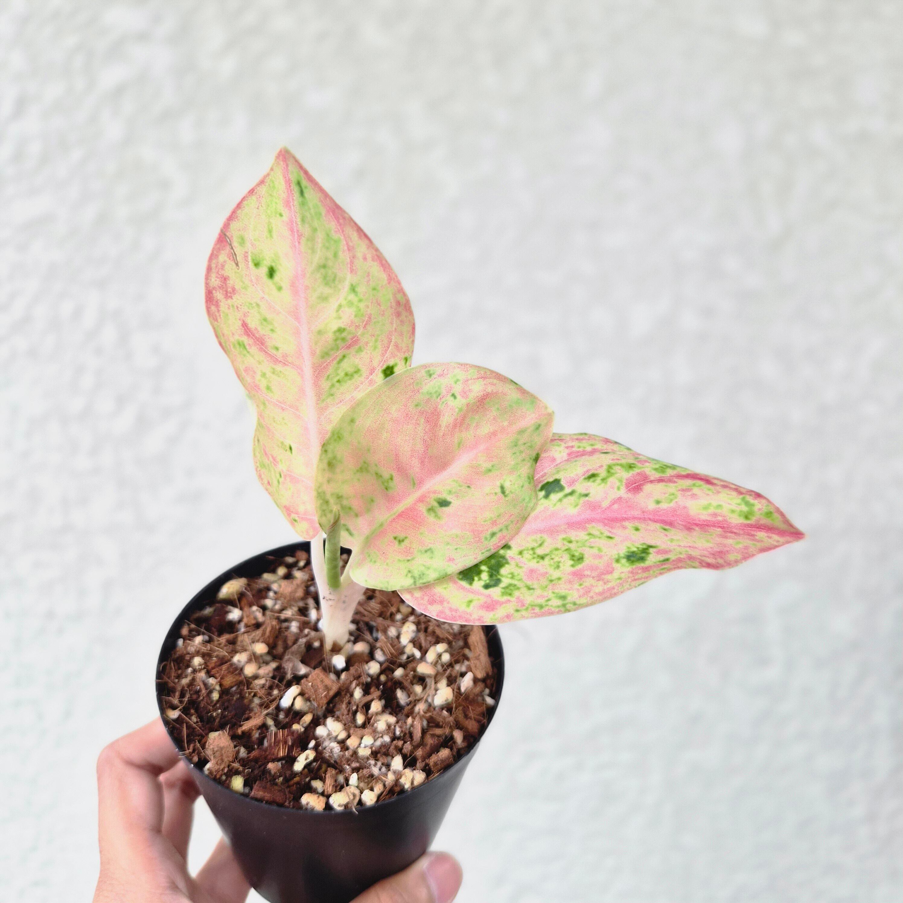 ⑧《Aglaonema Kamlai Thong》アグラオネマ カムライトーン 観葉植物 / レッドリーフ/ポット発送