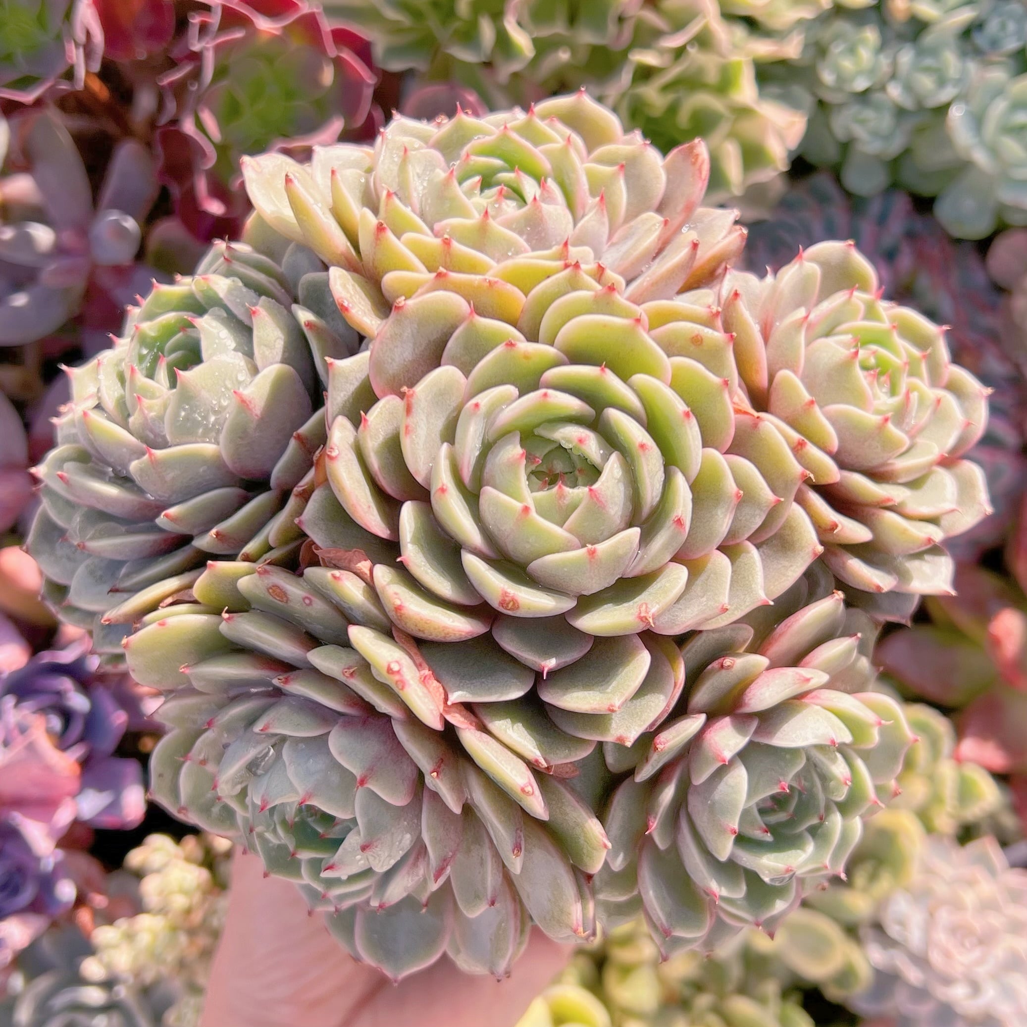 現品　ベンバディス#820   特大群生　新入荷　るる農園