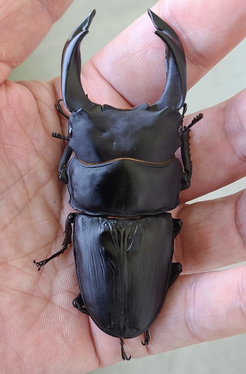♀確定】ダイオウサソリ(エンペラースコーピオン) 全長15cm程 ムカデ