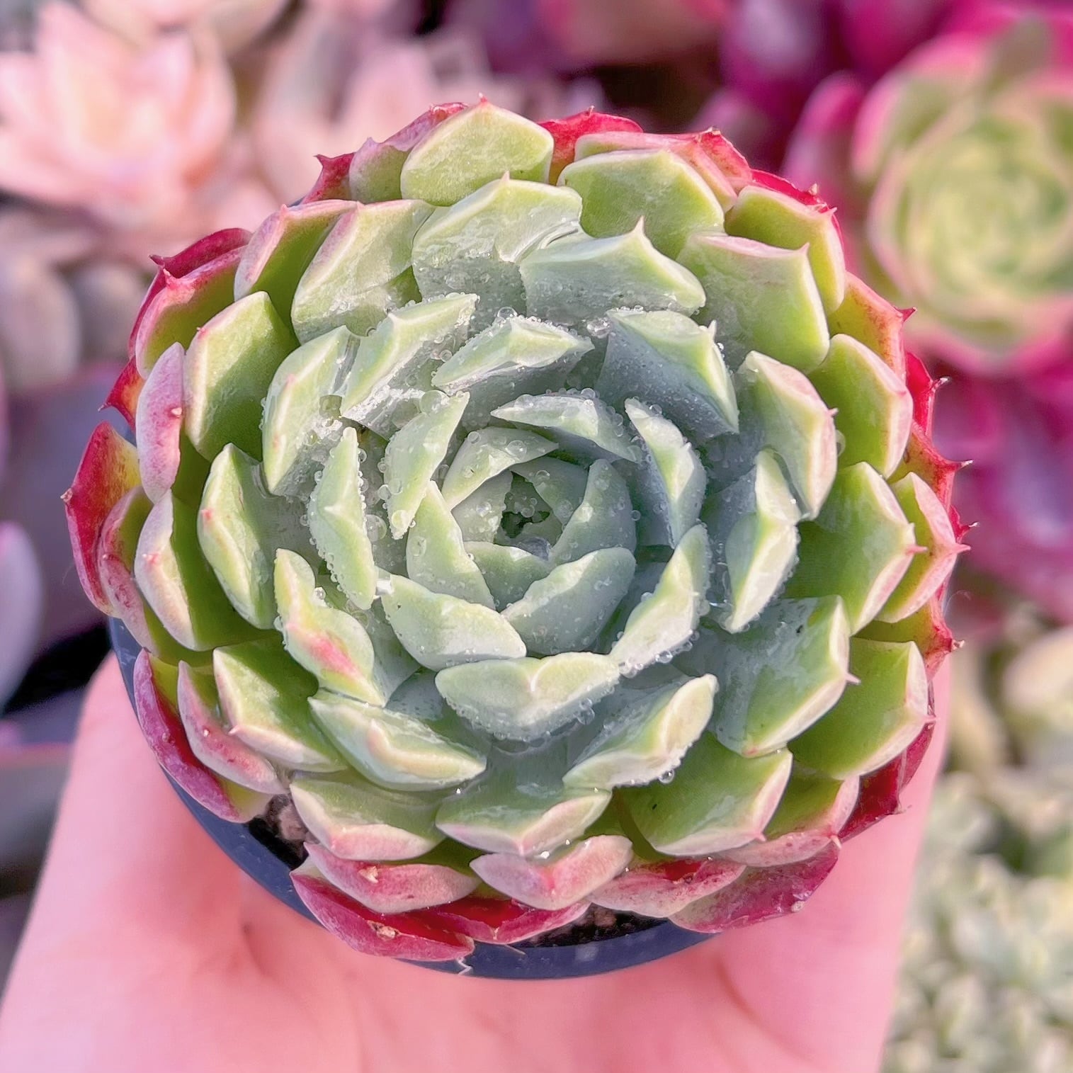 現品　朱砂痣#C59　るる農園