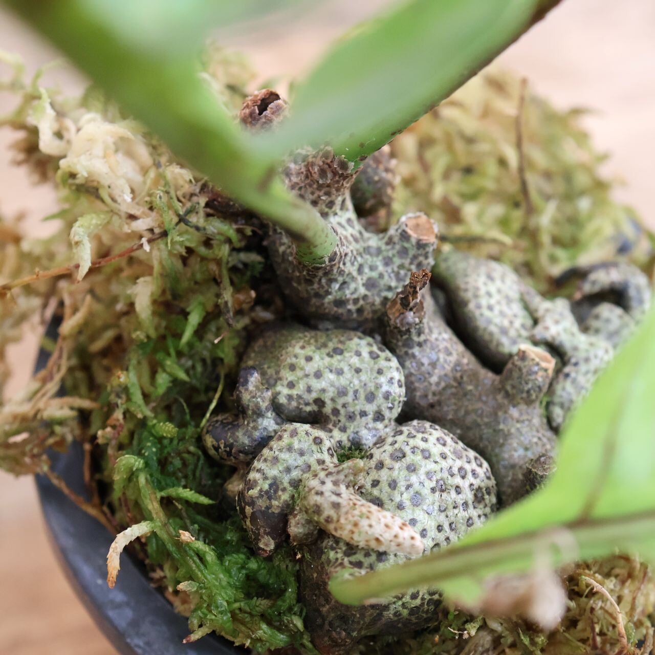 306 アリ植物×シダ植物『レカノプテリス ロマリオイデス Lecanopteris