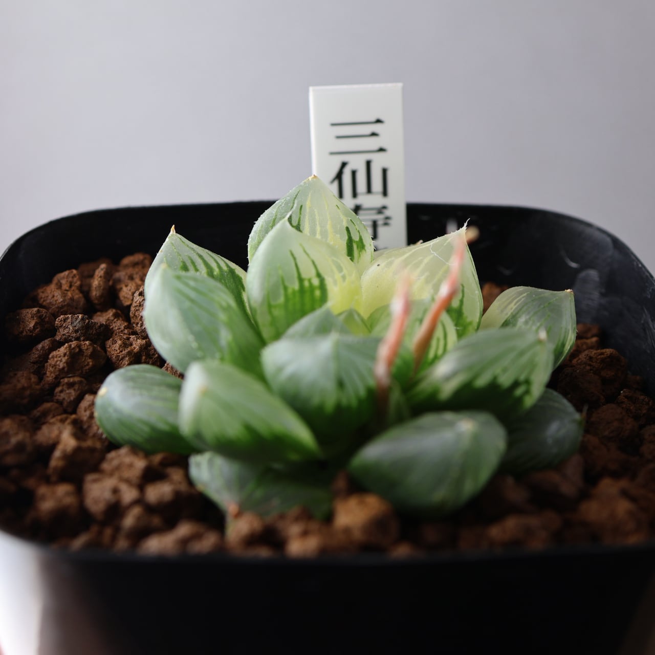 ハオルチア 三仙寿錦 635『ハオルチア 三仙寿錦』観葉植物【送料無料】 | MARX PLANTS