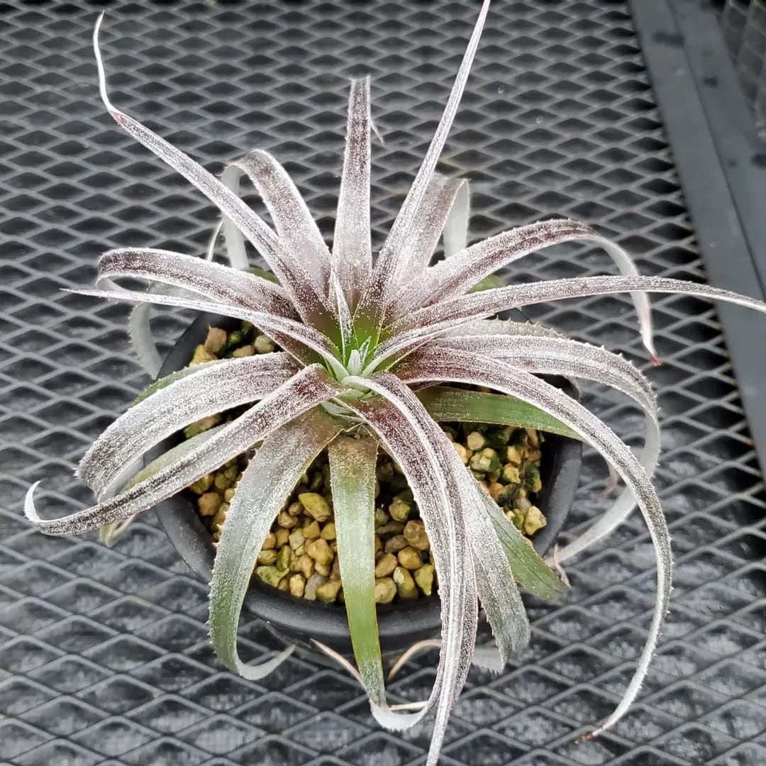 F00357_Dyckia 'Kazaguruma' F2 (NNN-KZF2-001)：ディッキア
