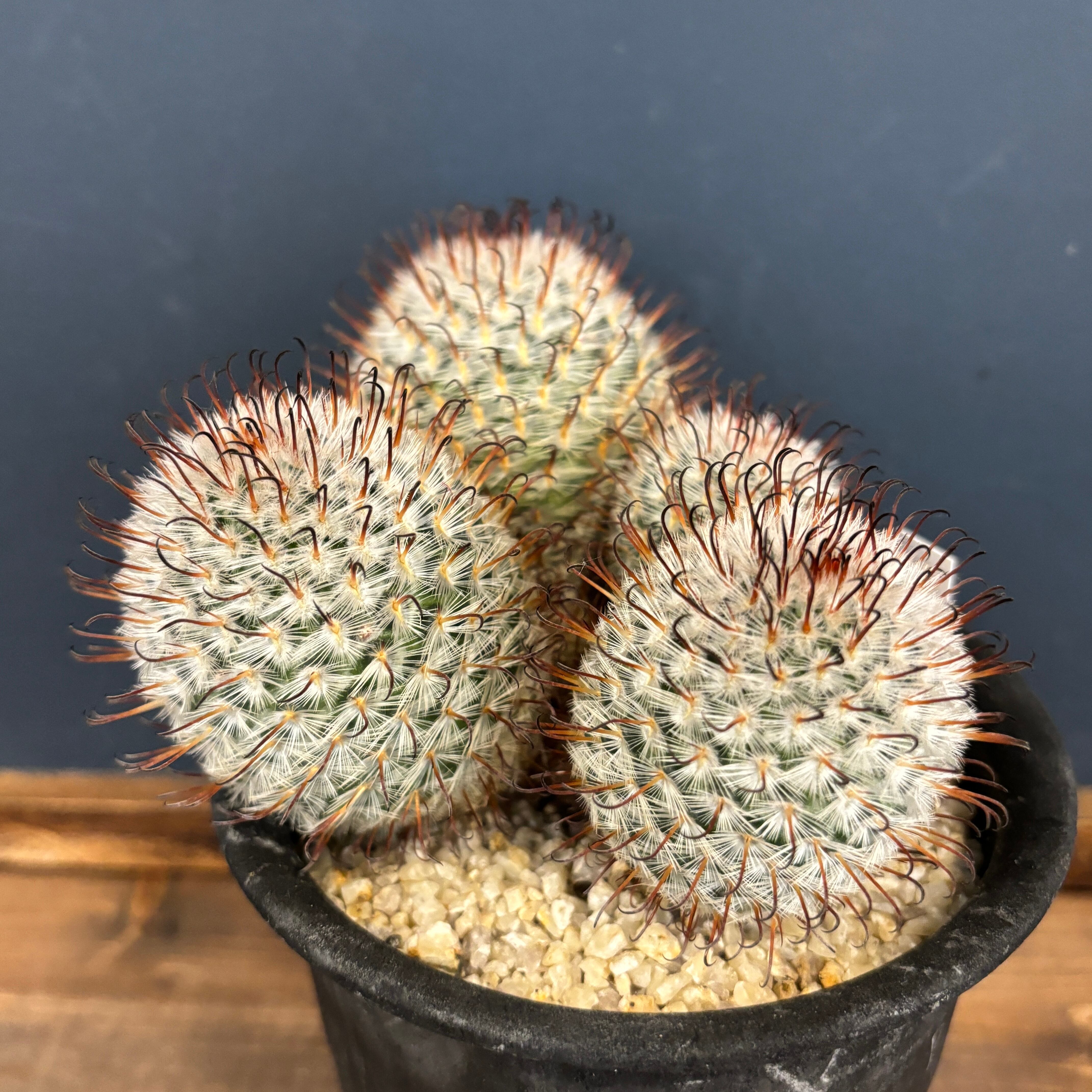 マミラリア ペレスデラロサエ