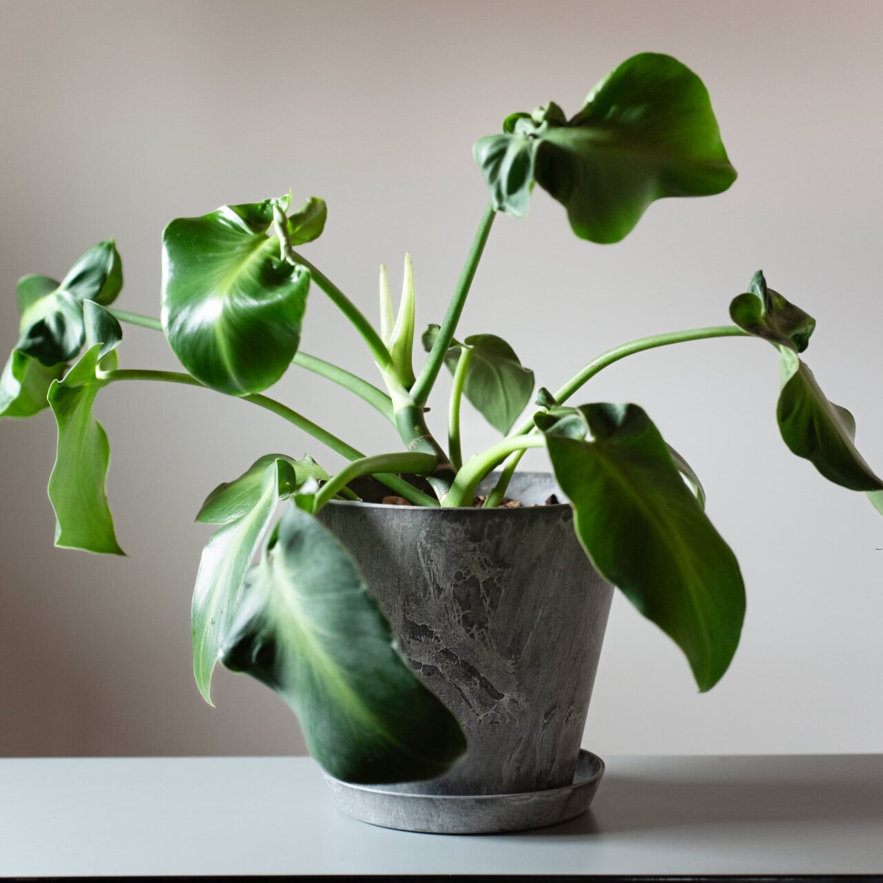 田中元将 植木鉢 【公式通販】