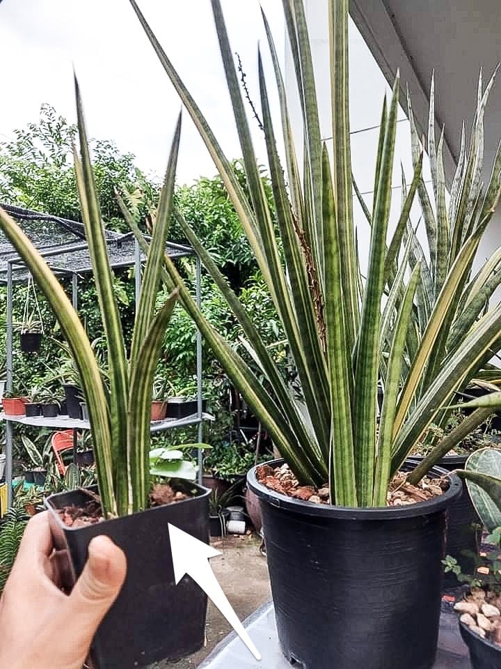 サンスベリア Sansevieria Sanruk サンスベリア Sansevieria Sanruk Snake Plant (Sansevieria Stucky
