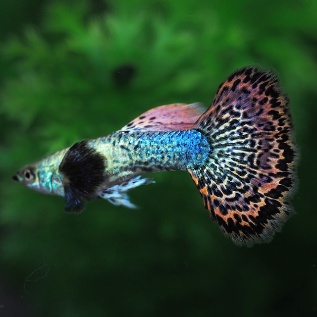 極上プラチナレッドドラゴン　２ペア＋おまけブラオメス２匹