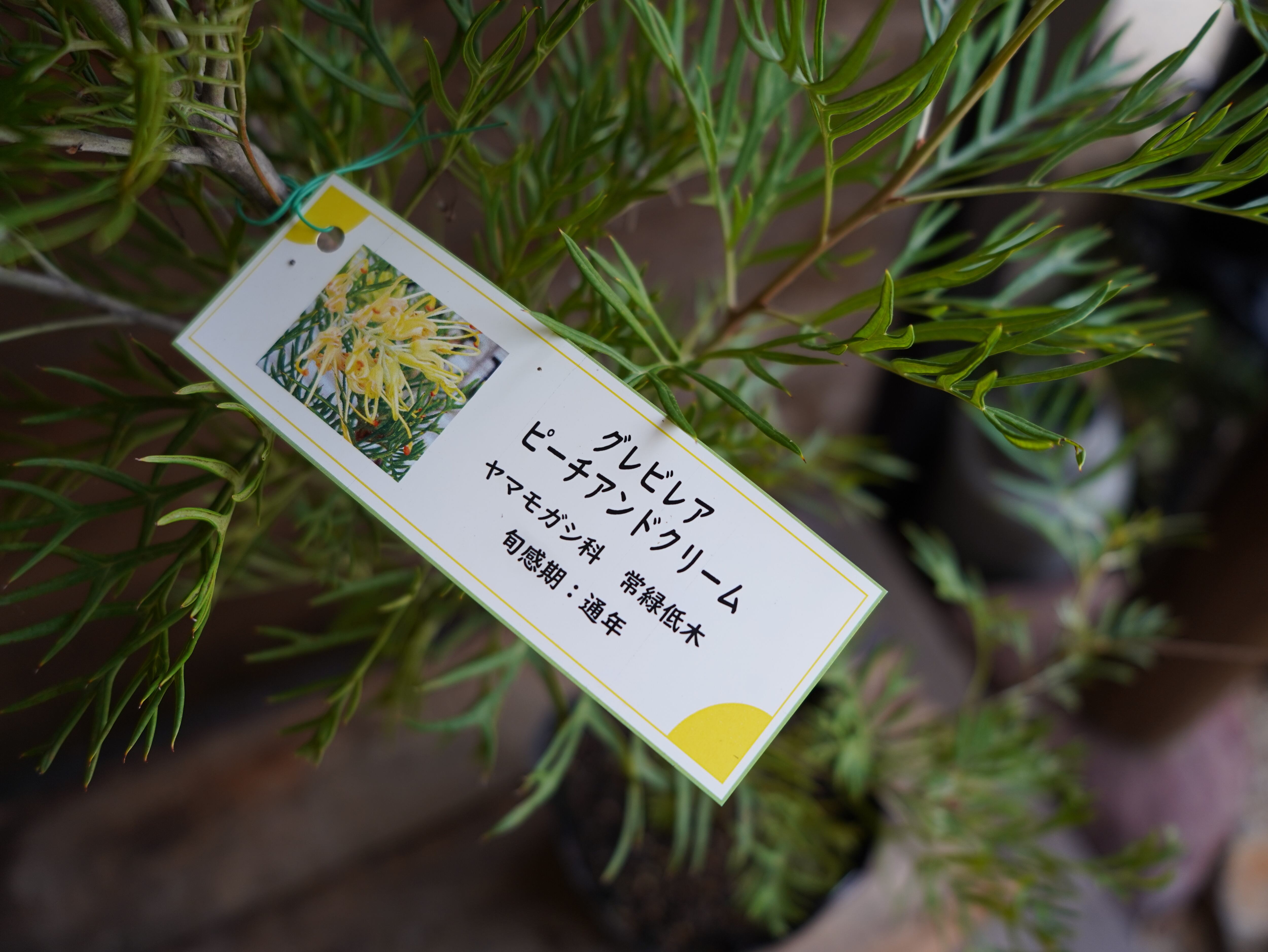 【現物】グレビレア ”ピーチアンドクリーム” B