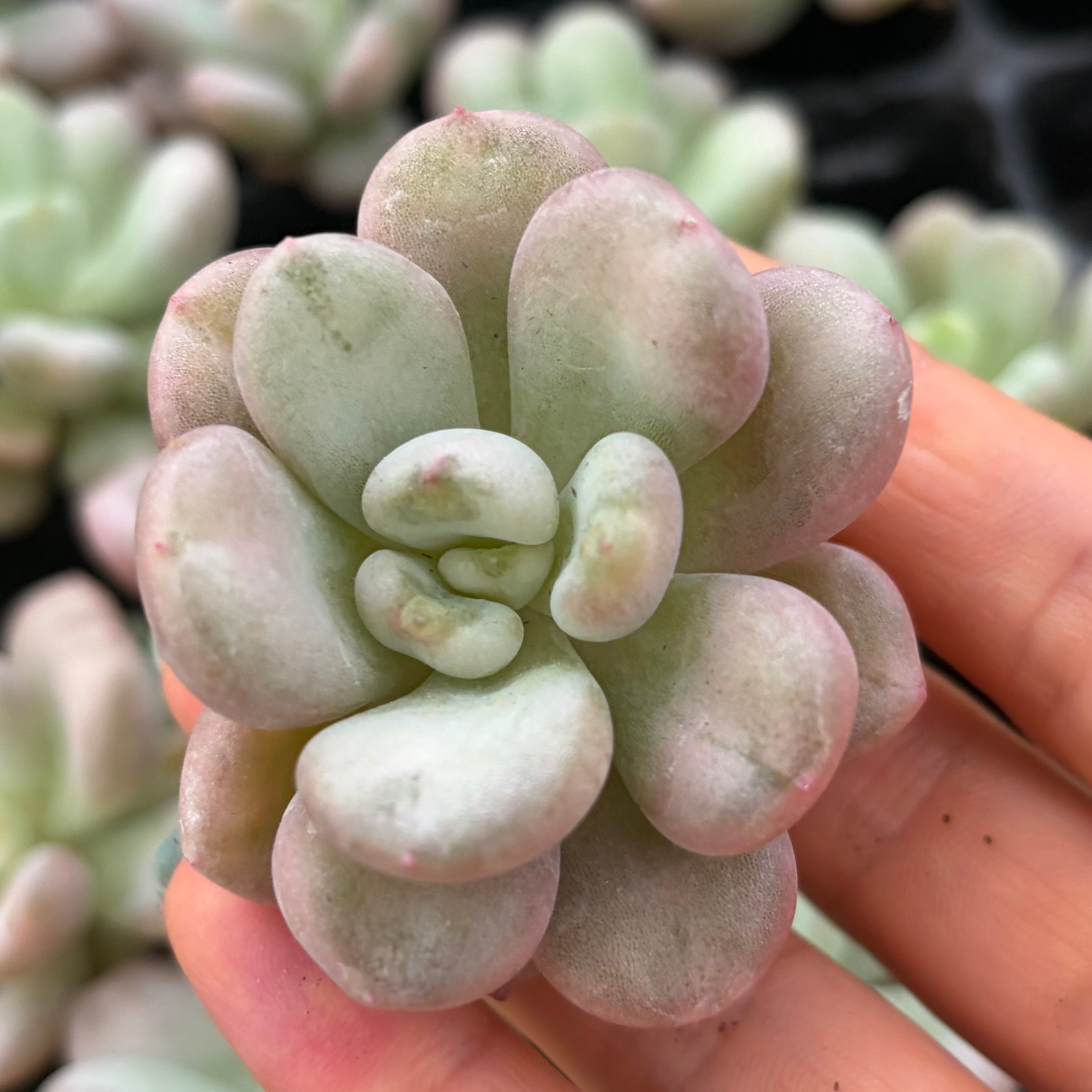 リエール多肉植物の寄せ植えの土 | PAY ID