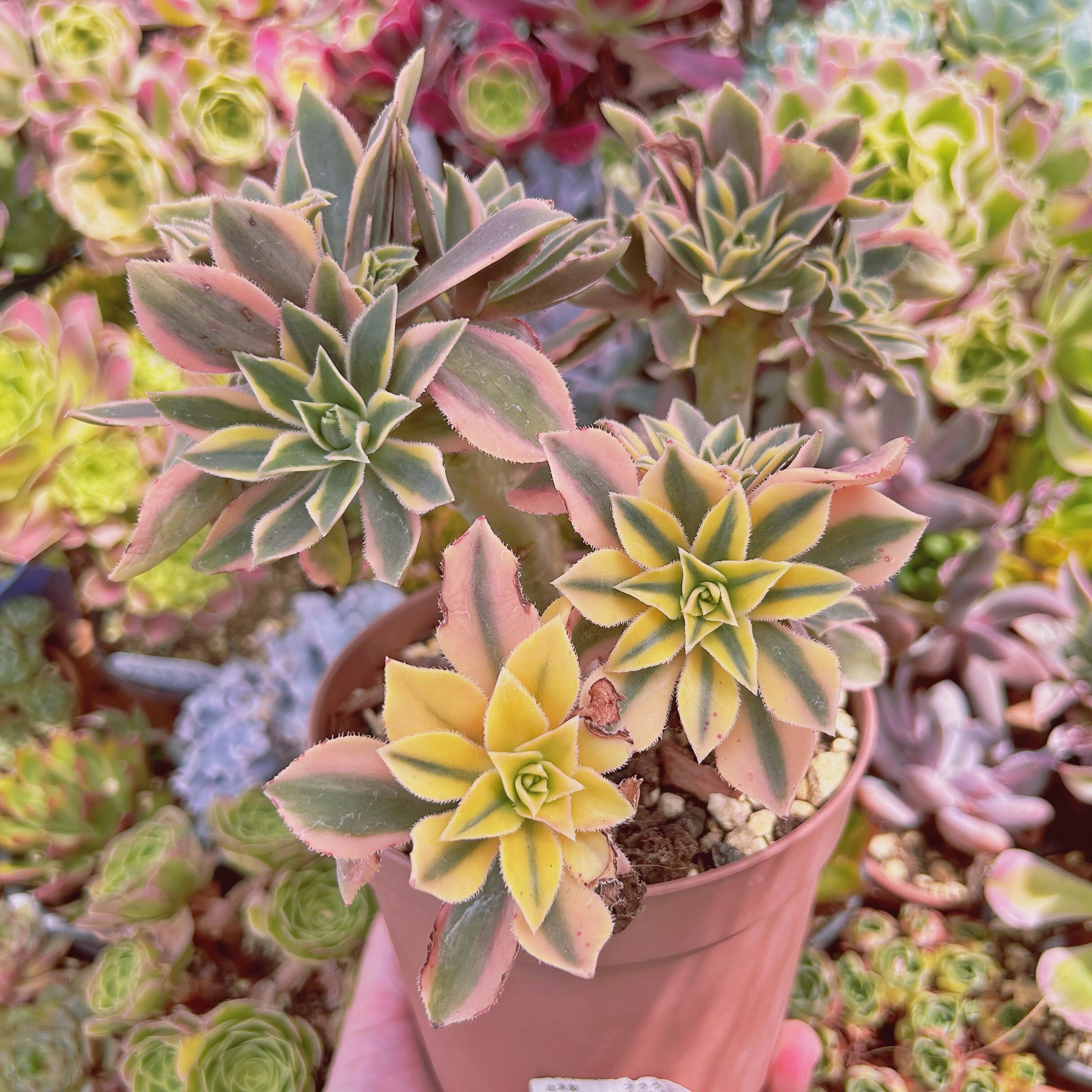 542現物 多肉植物 鳳凰覆輪錦 特大 | るる農園~多肉植物専門