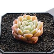 カット苗 厚夢 ホウメン 小苗 Echeveria 'Houmeng'