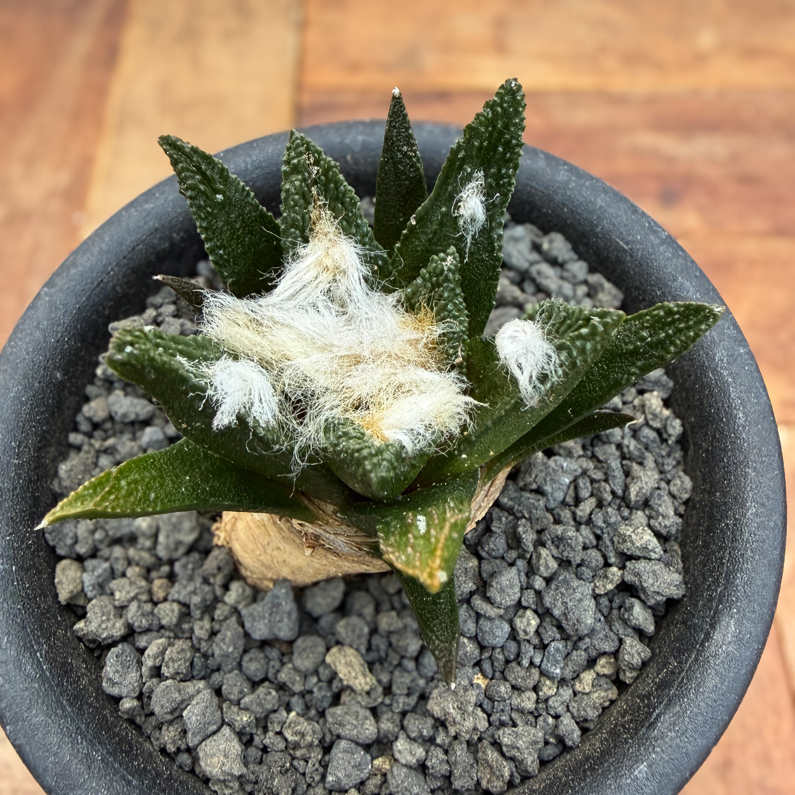 アリオカルプス ブラボアナス 国内実生 Ariocarpus bravoanus【アリオカルプス・ブラボアナス・実生