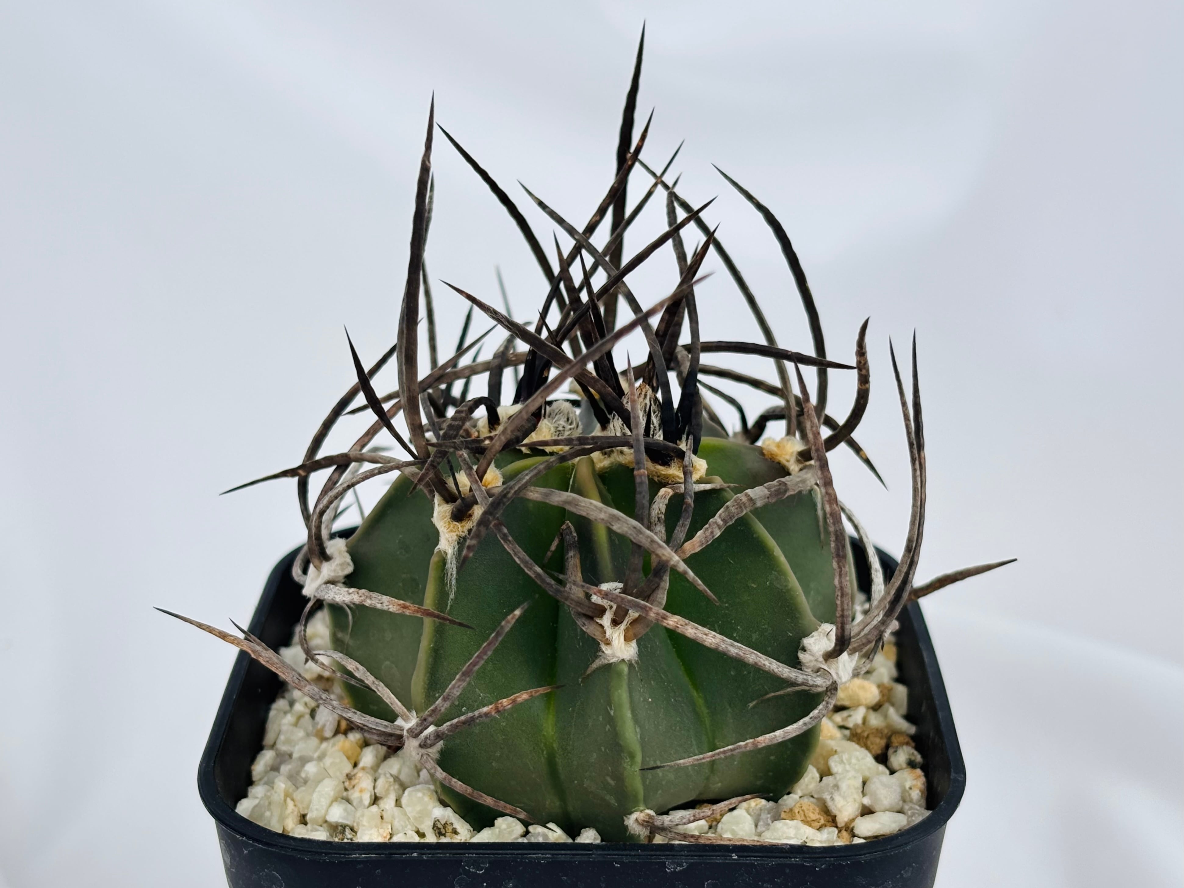 サボテン　大鳳玉　密刺　強刺　大株 Astrophytum capricorne v. crassispinum アストロフィツム 水牛大鳳玉