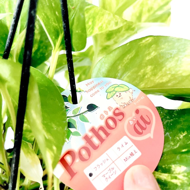 ポトス フラッシュ ｜オリジナル品種  観葉植物 calm cafe