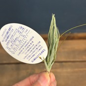 チランジア　キルシュネキー【770】