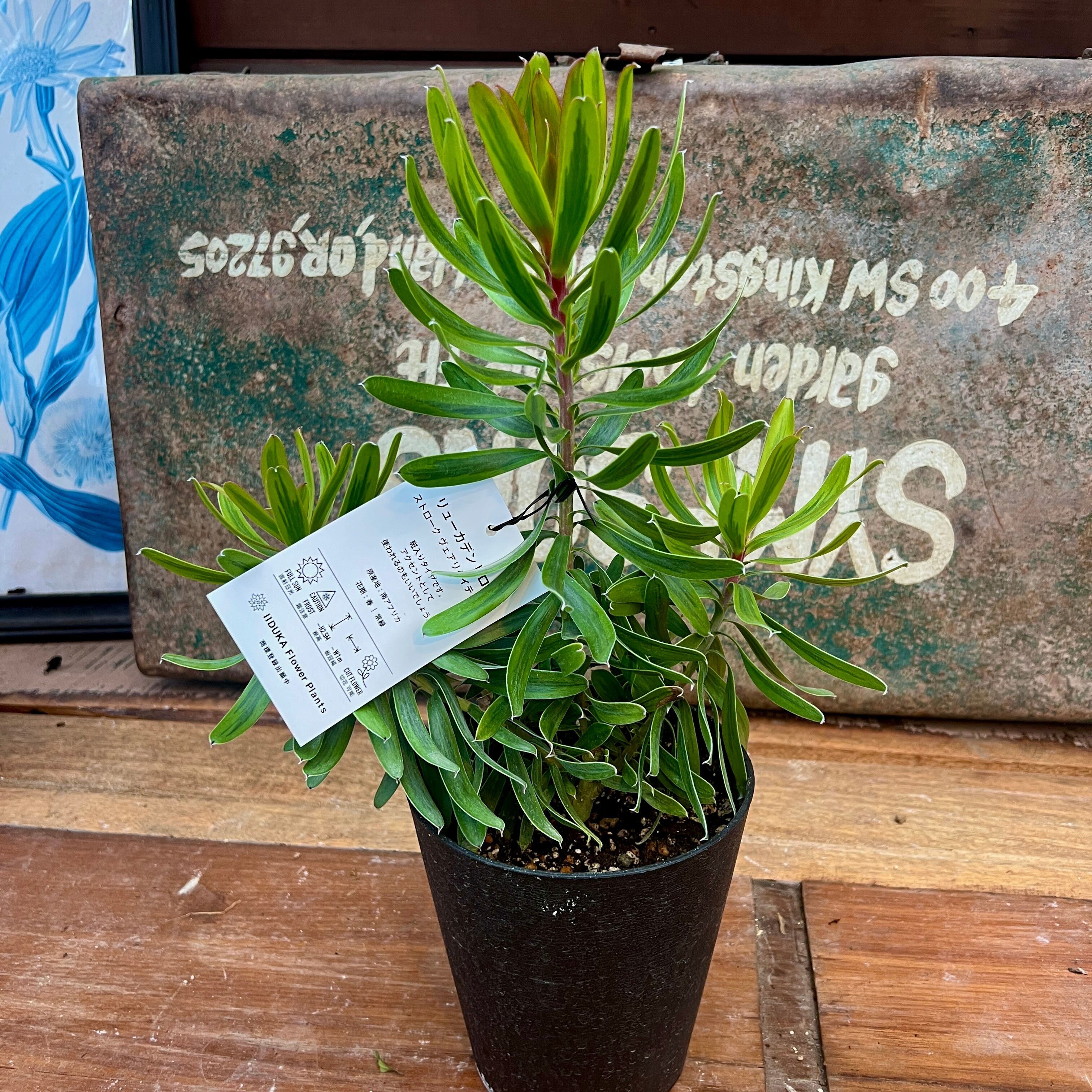 リューカデンドロン ストロークバリエゲイテッド | 沼ノ上農園