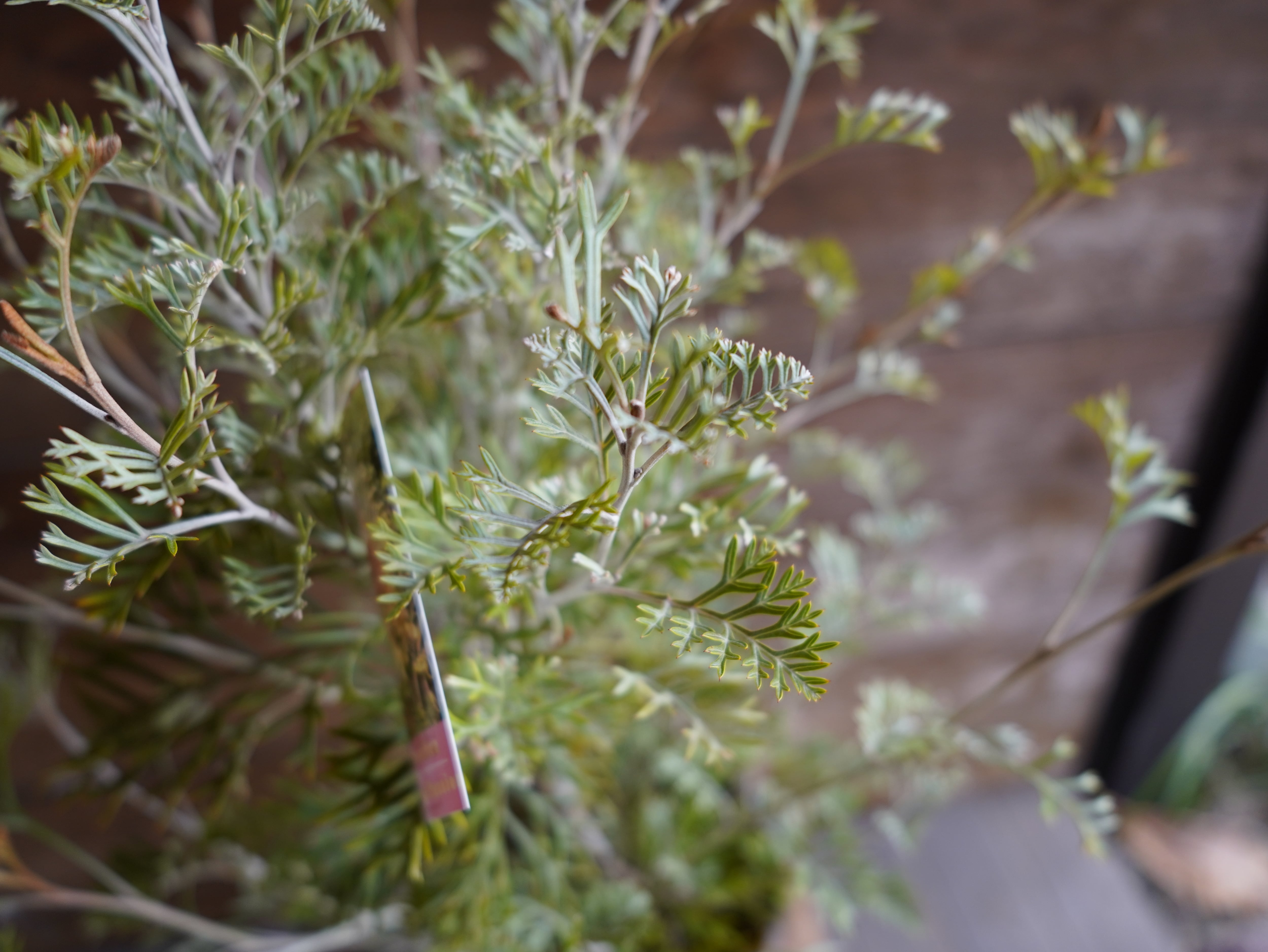 【現物】グレビレア　”クリームパッション”　A