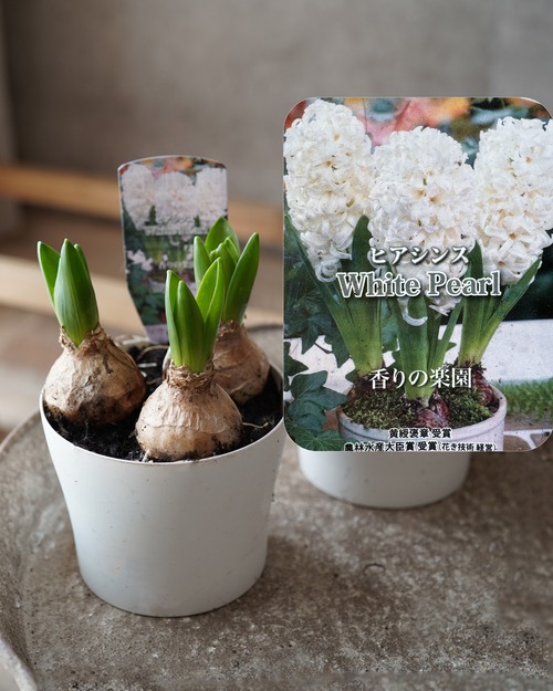 ヒアシンス   白  ３球植え