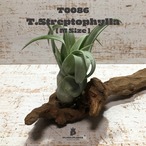 【送料無料】ストレプトフィラM〔エアプランツ〕現品発送T0086