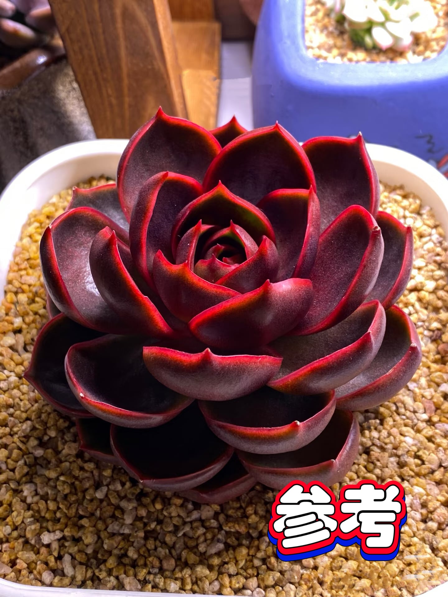 凛花ガーデン