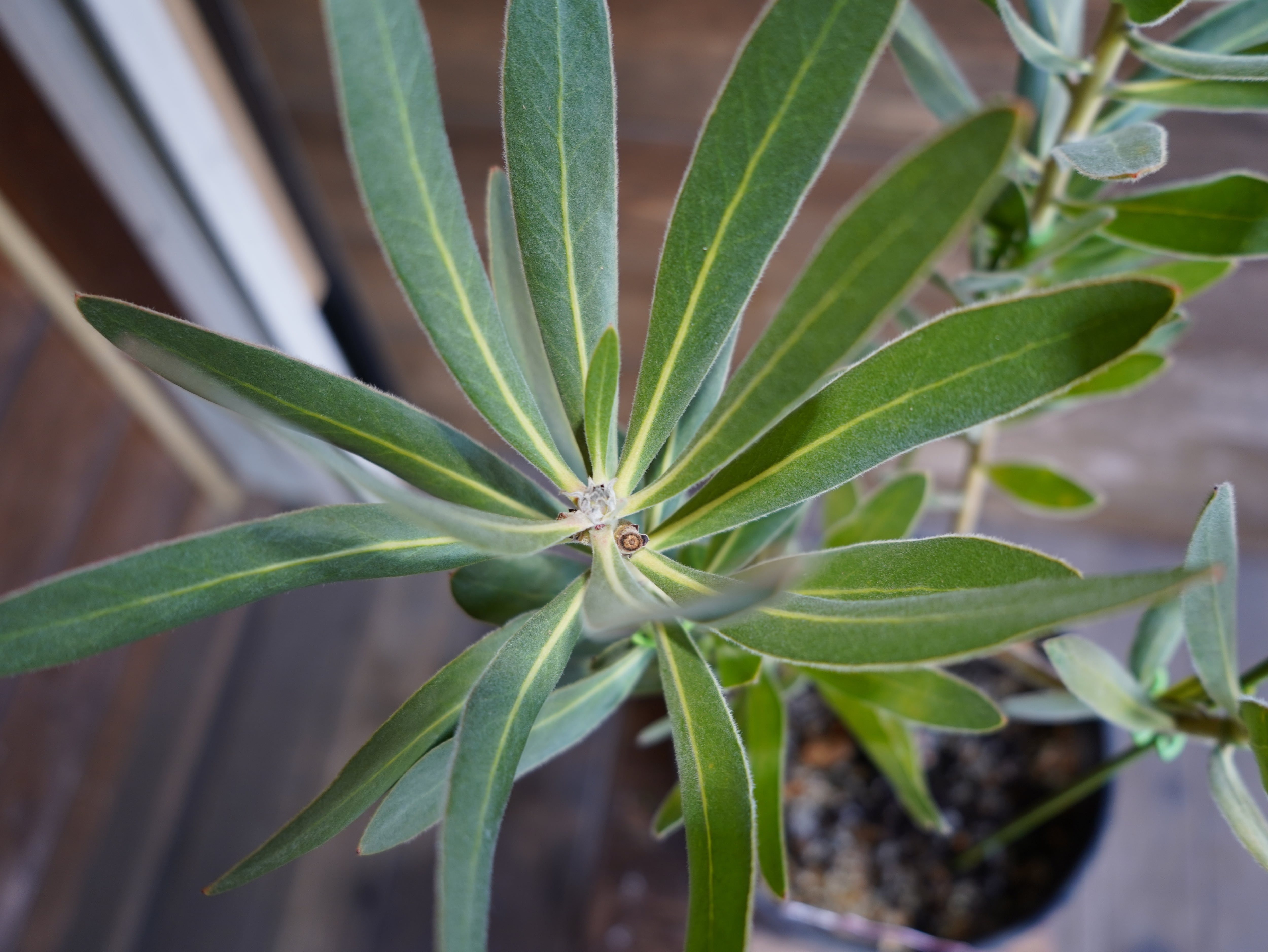 【現物】プロテア  "オーストラリスアイス"