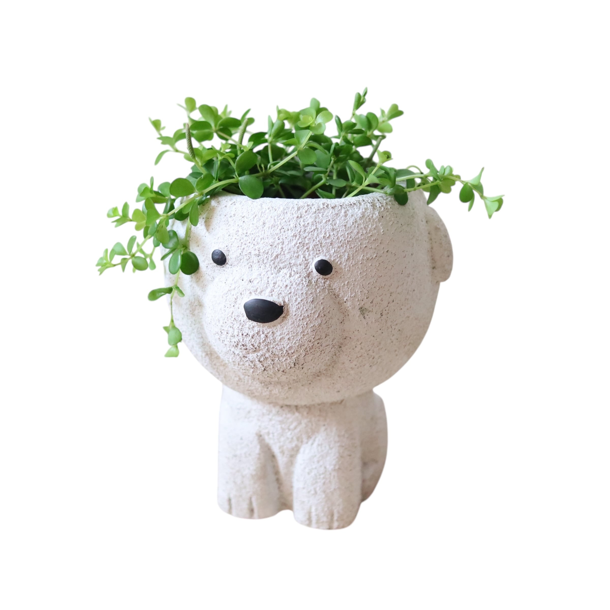 ペペロミア デピーナ