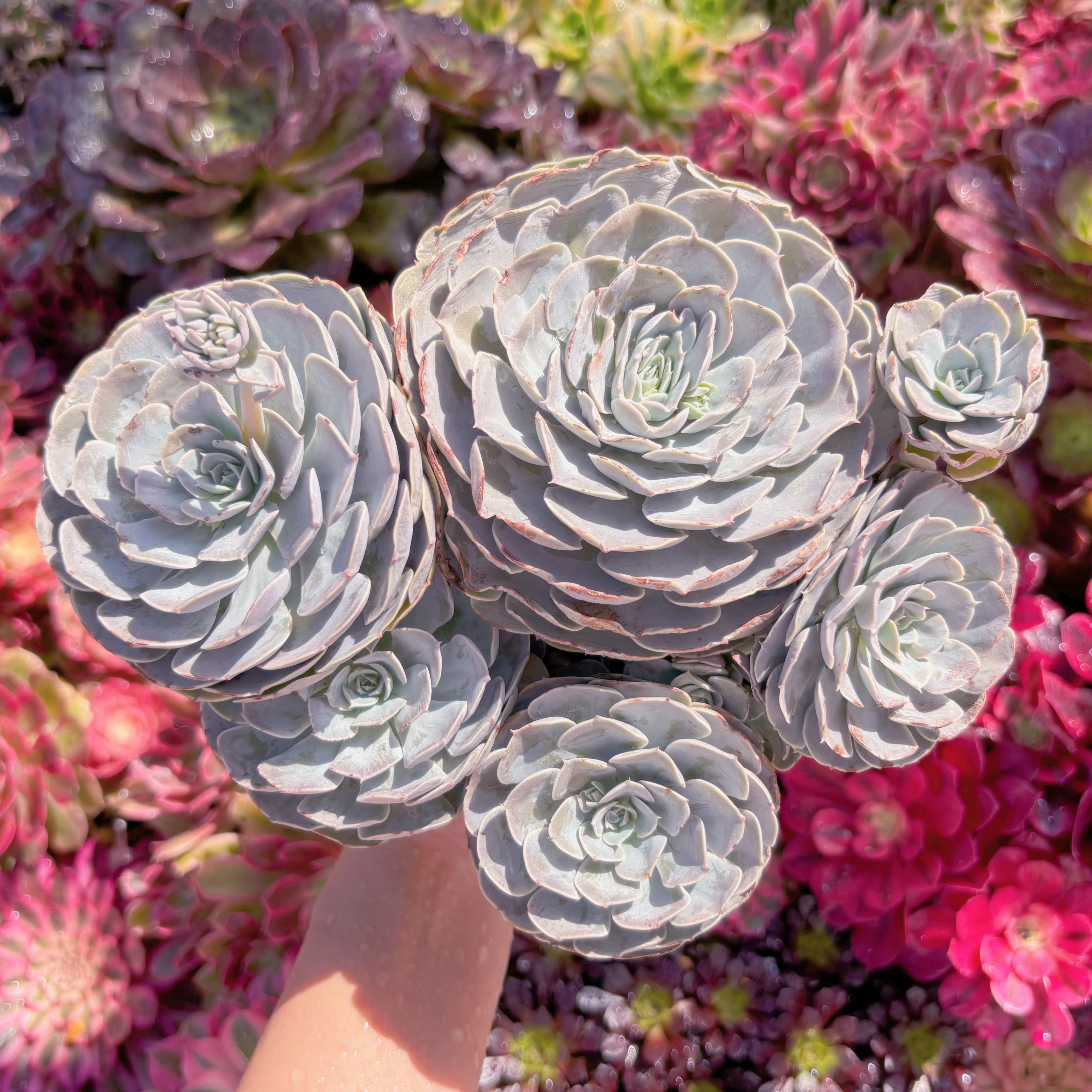 現品　天賜#794　特大群生　新入荷　るる農園