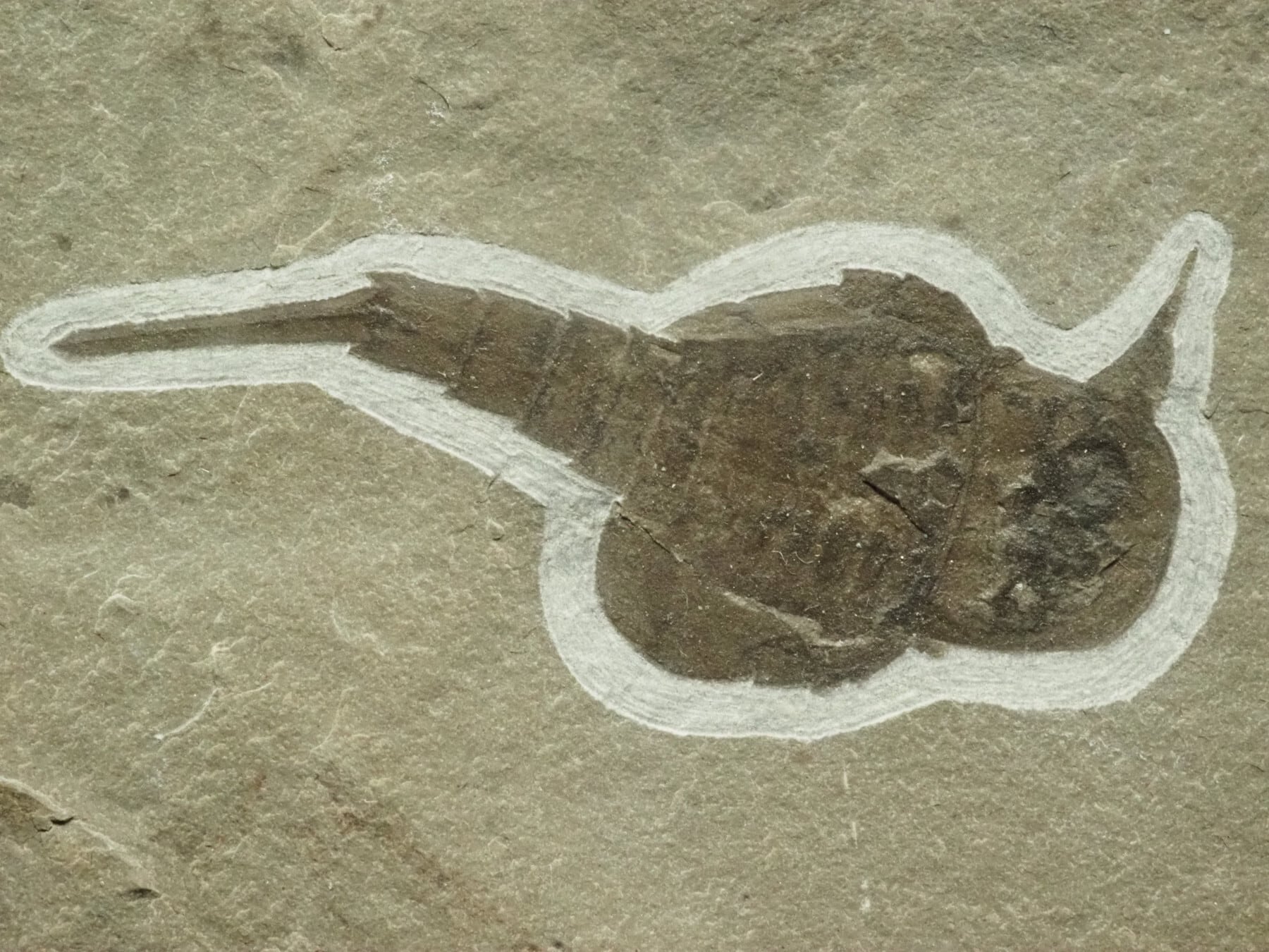 横向き！？ウミサソリの化石【Eurypterus remipes】【1315g】アメリカ