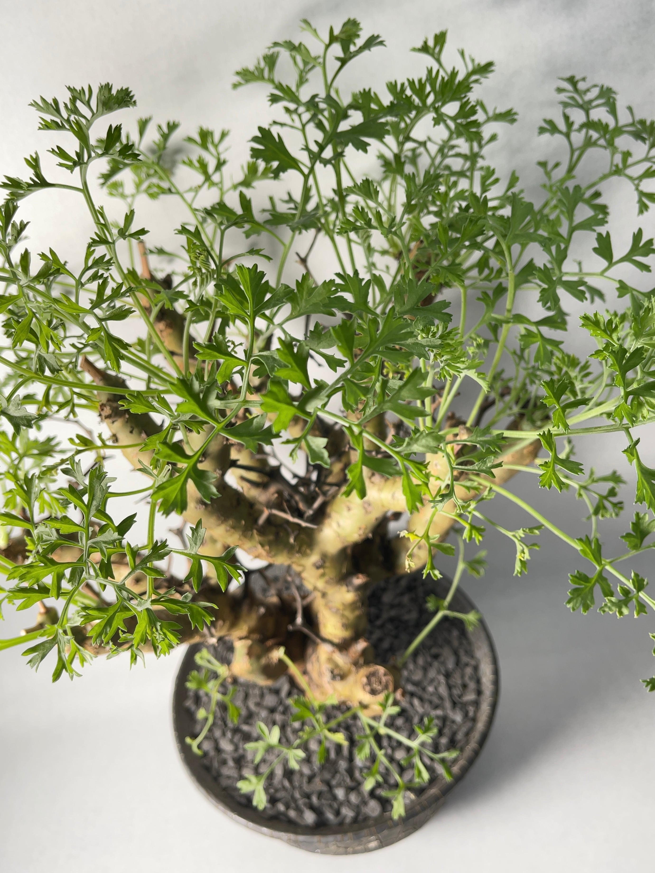 ペラルゴニウム・クリズミフォリウム | trigger