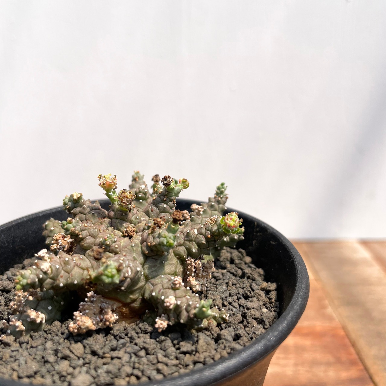 Euphorbia  brevirama【ユーフォルビア・ブレビラマ】