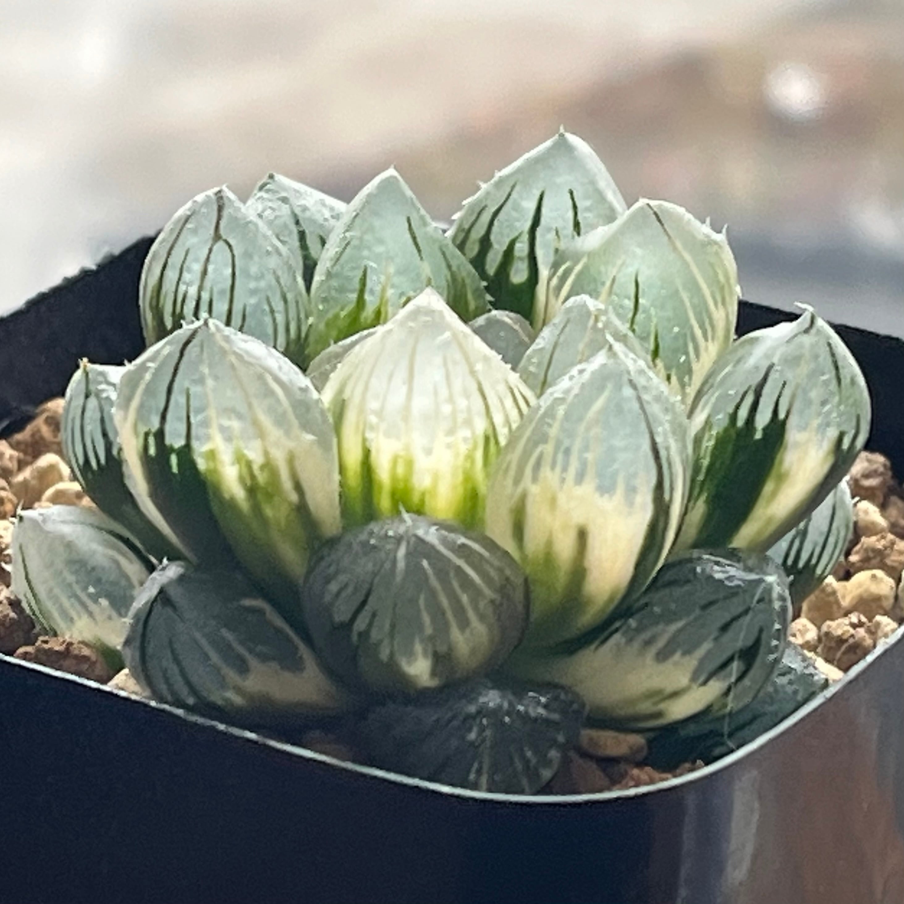 ハオルチア 竜爪 オブツーサ錦 | mocono_plants